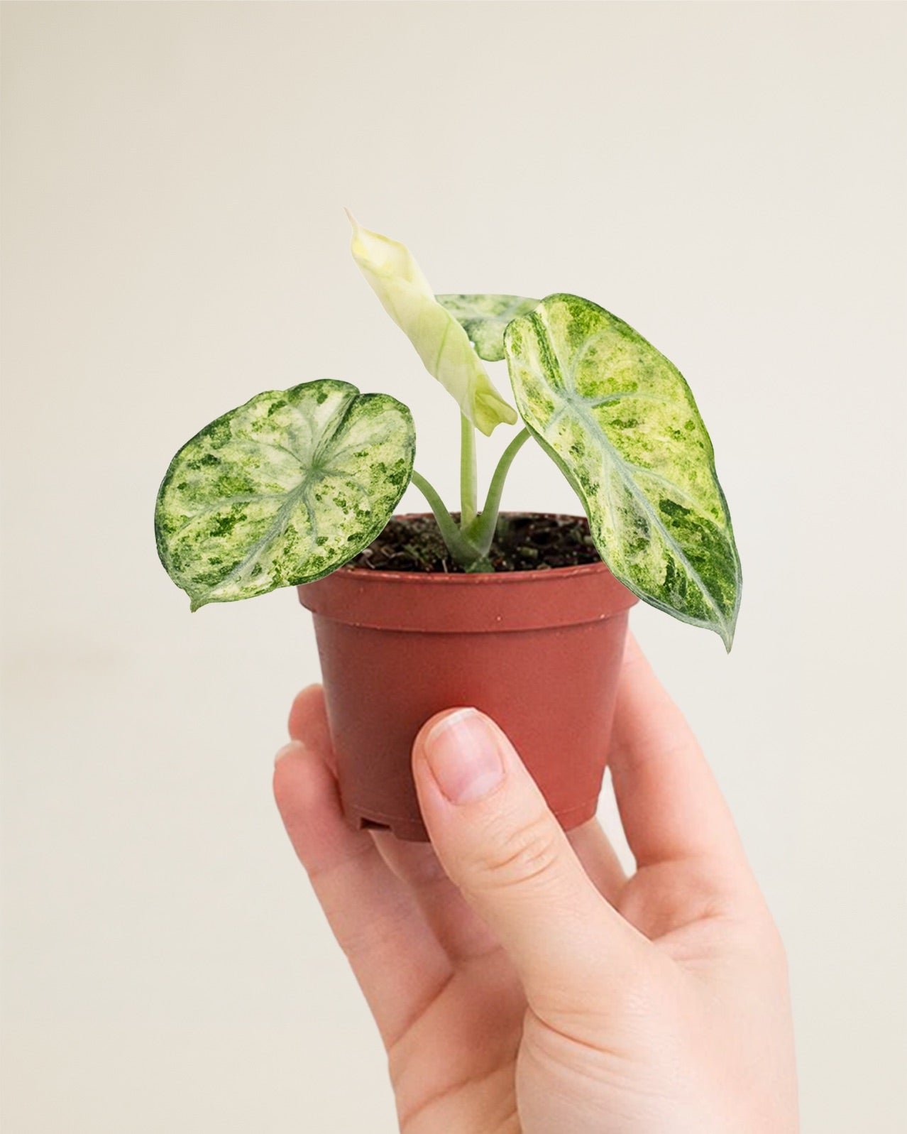 Alocasia Ninja Tricolor
