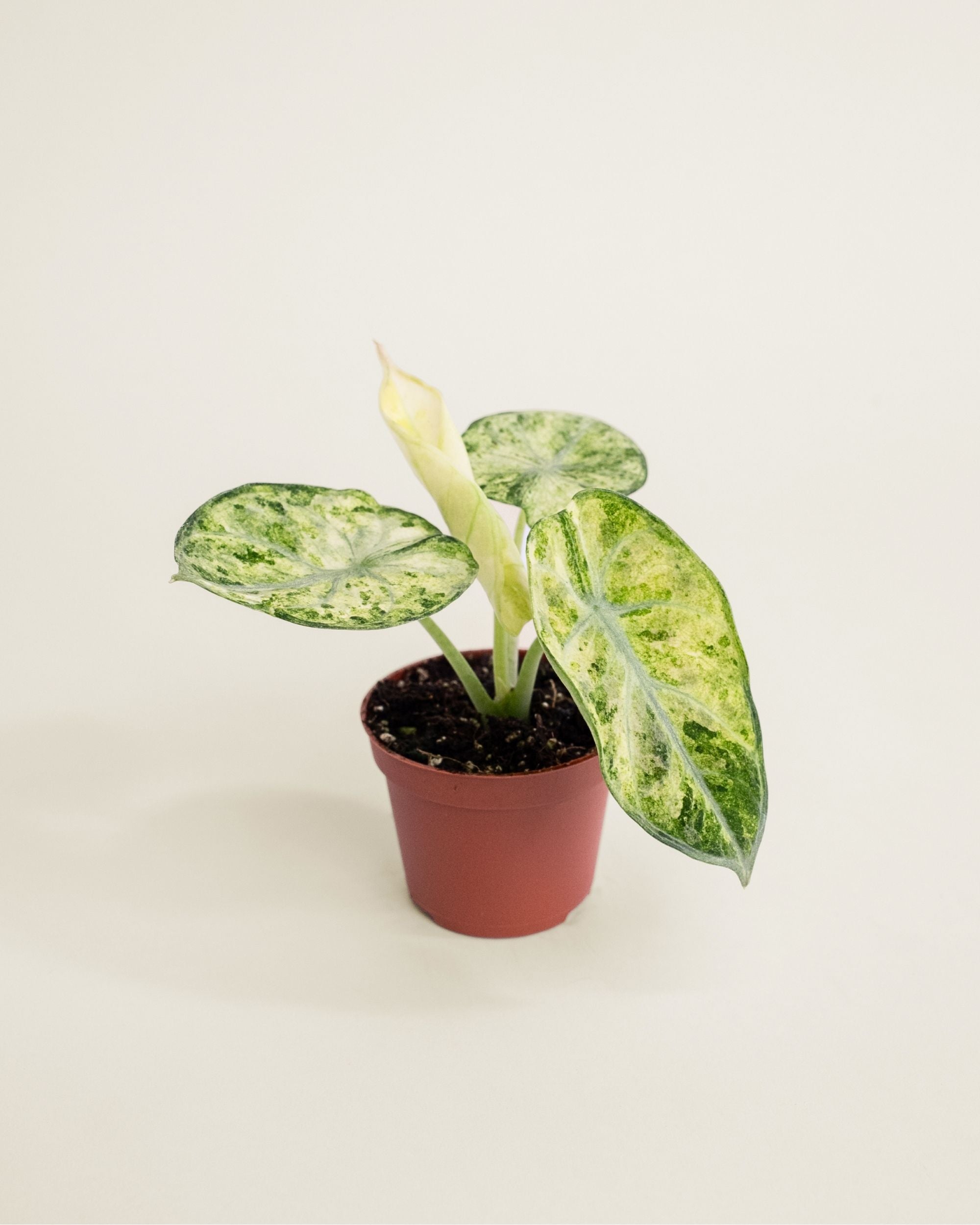 Alocasia Ninja Tricolor