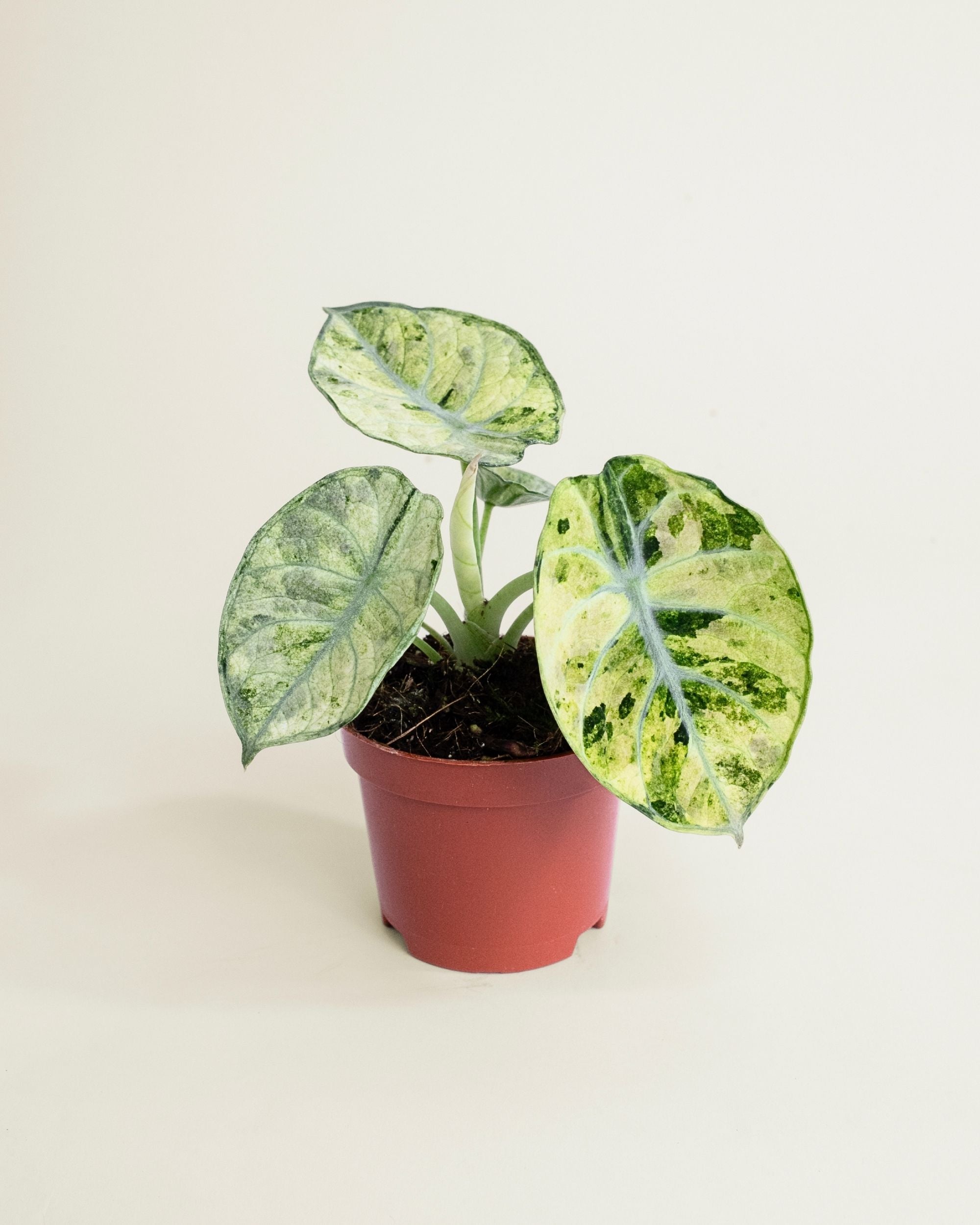 Alocasia Ninja Tricolor