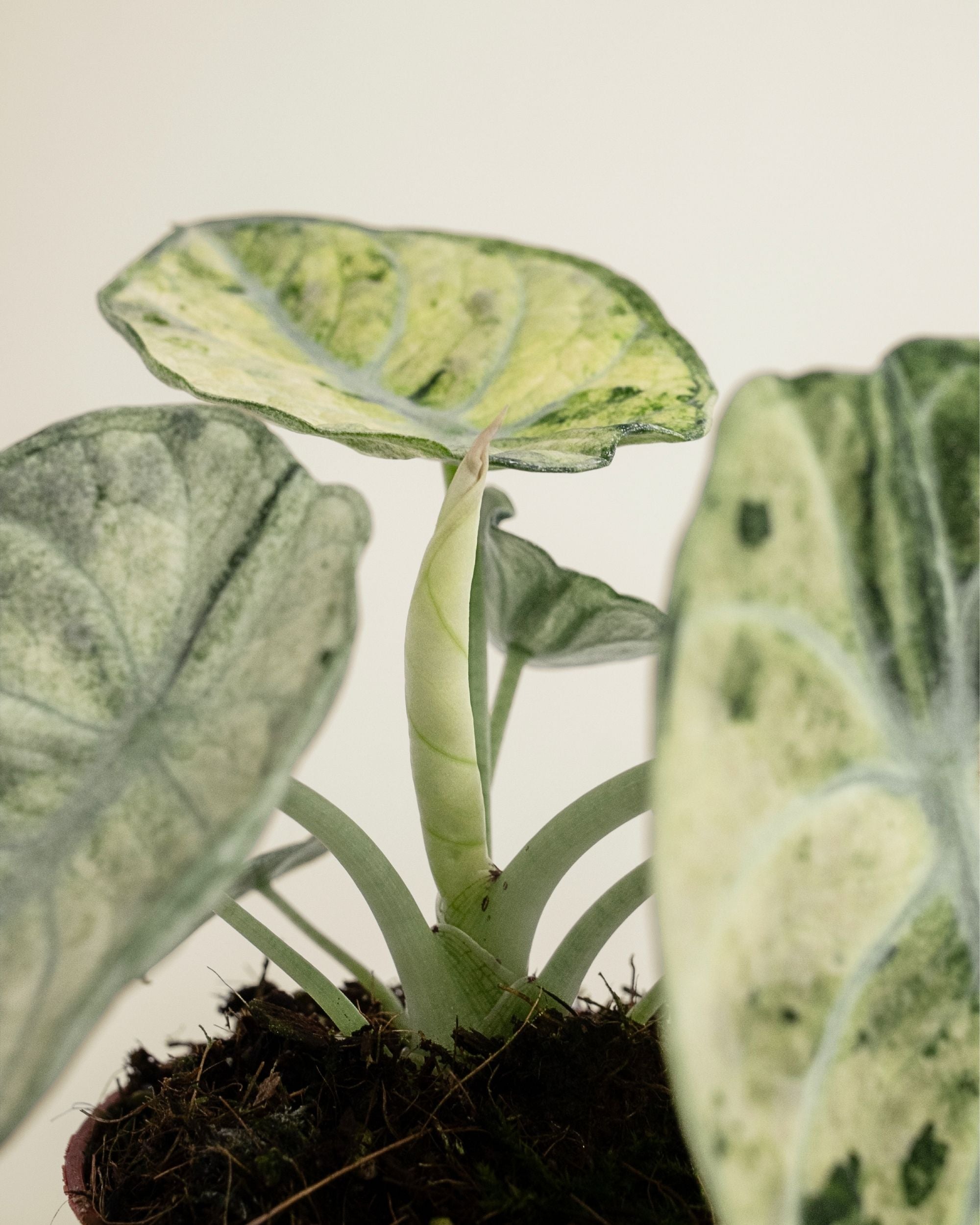 Alocasia Ninja Tricolor
