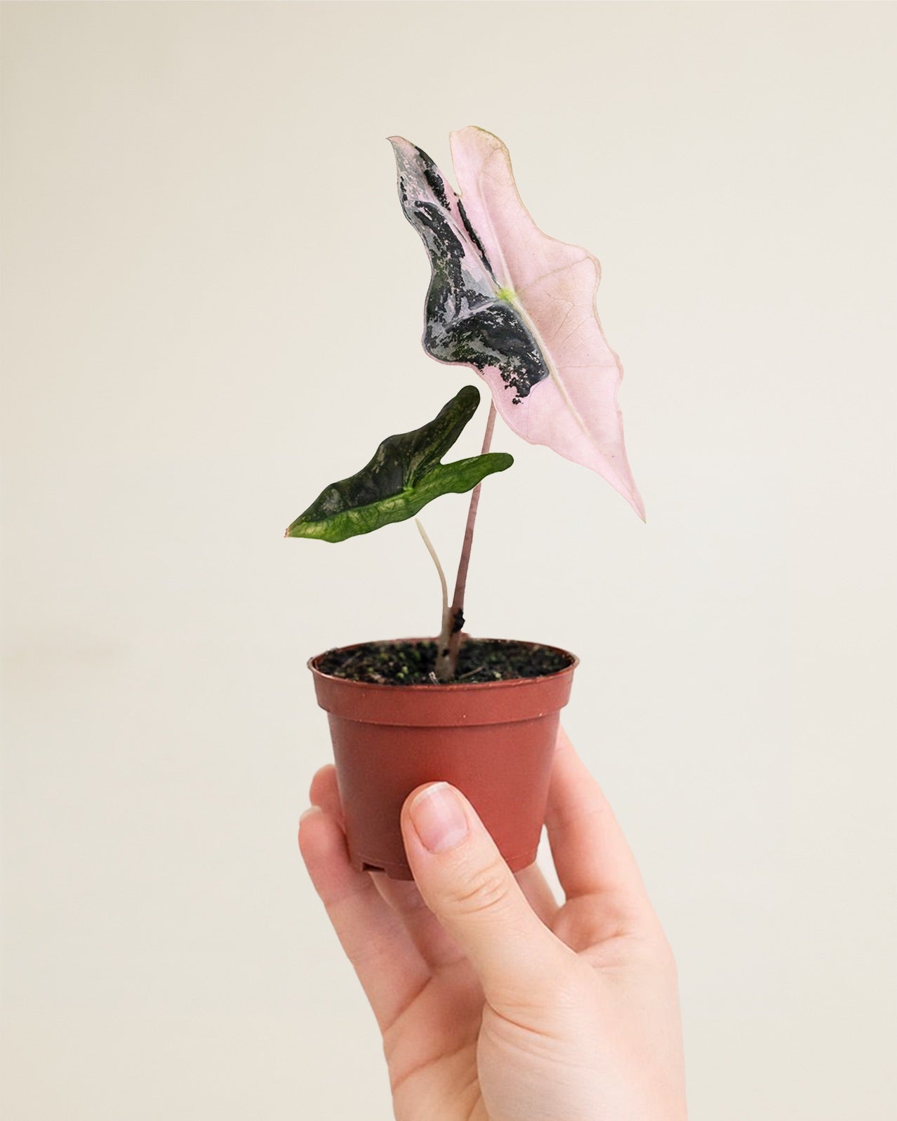 Alocasia Nobilis Pink