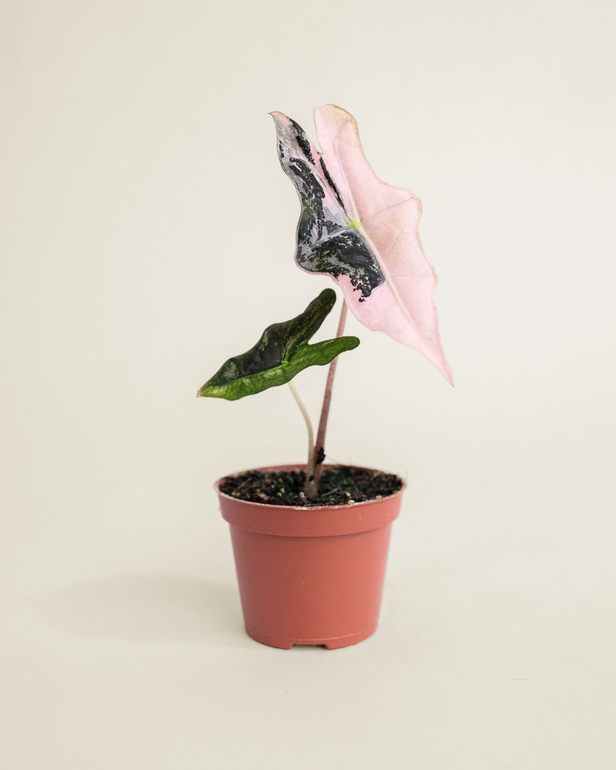 Alocasia Nobilis Pink