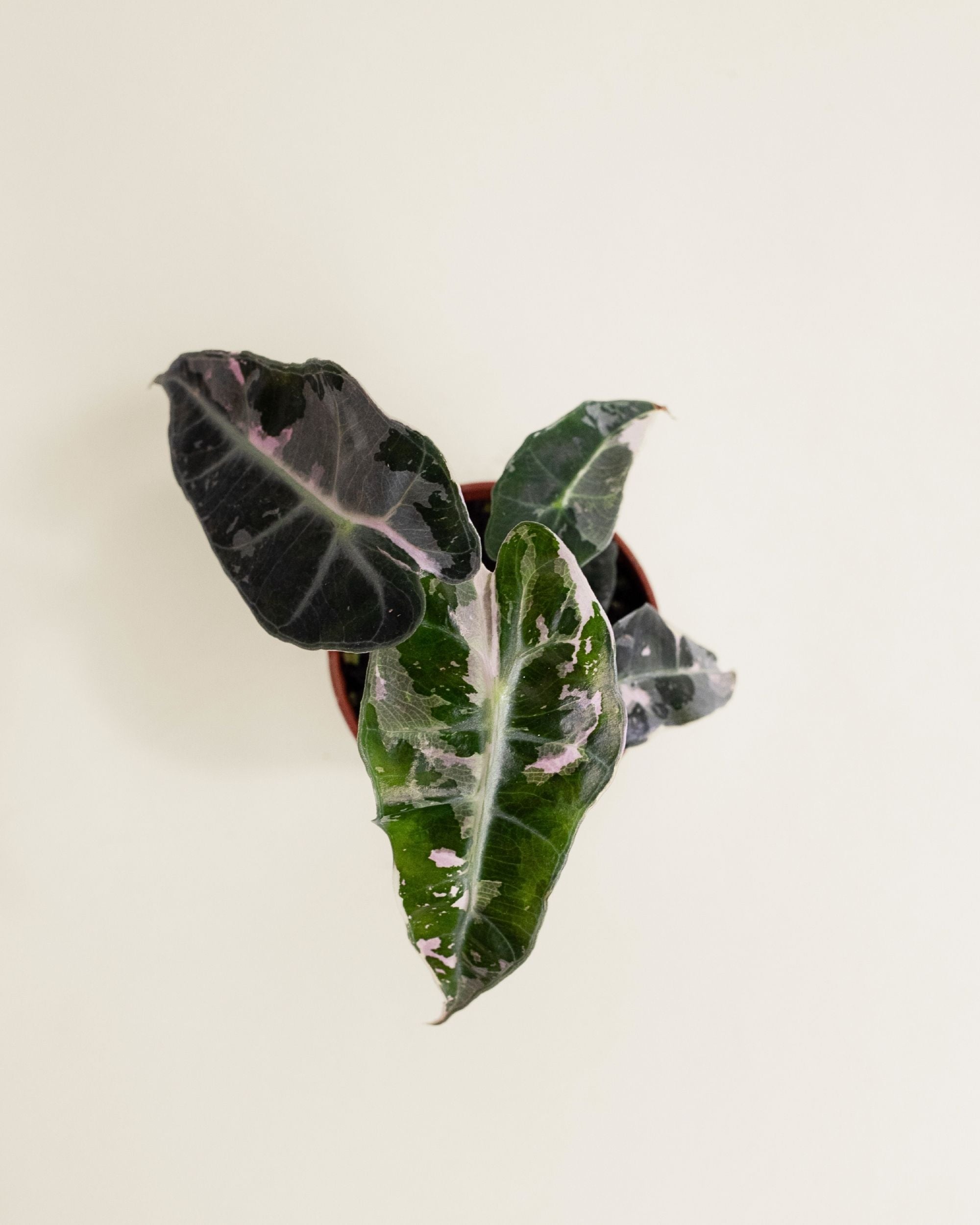 Alocasia Polly Pink