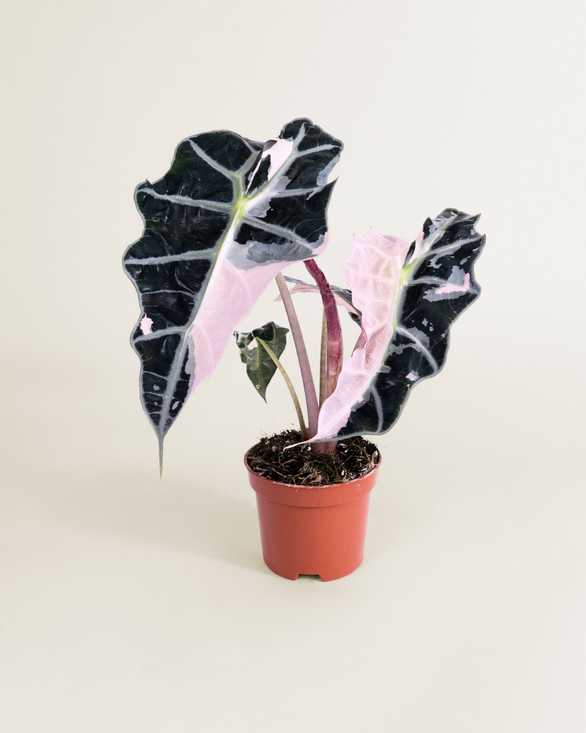 Alocasia Polly Pink