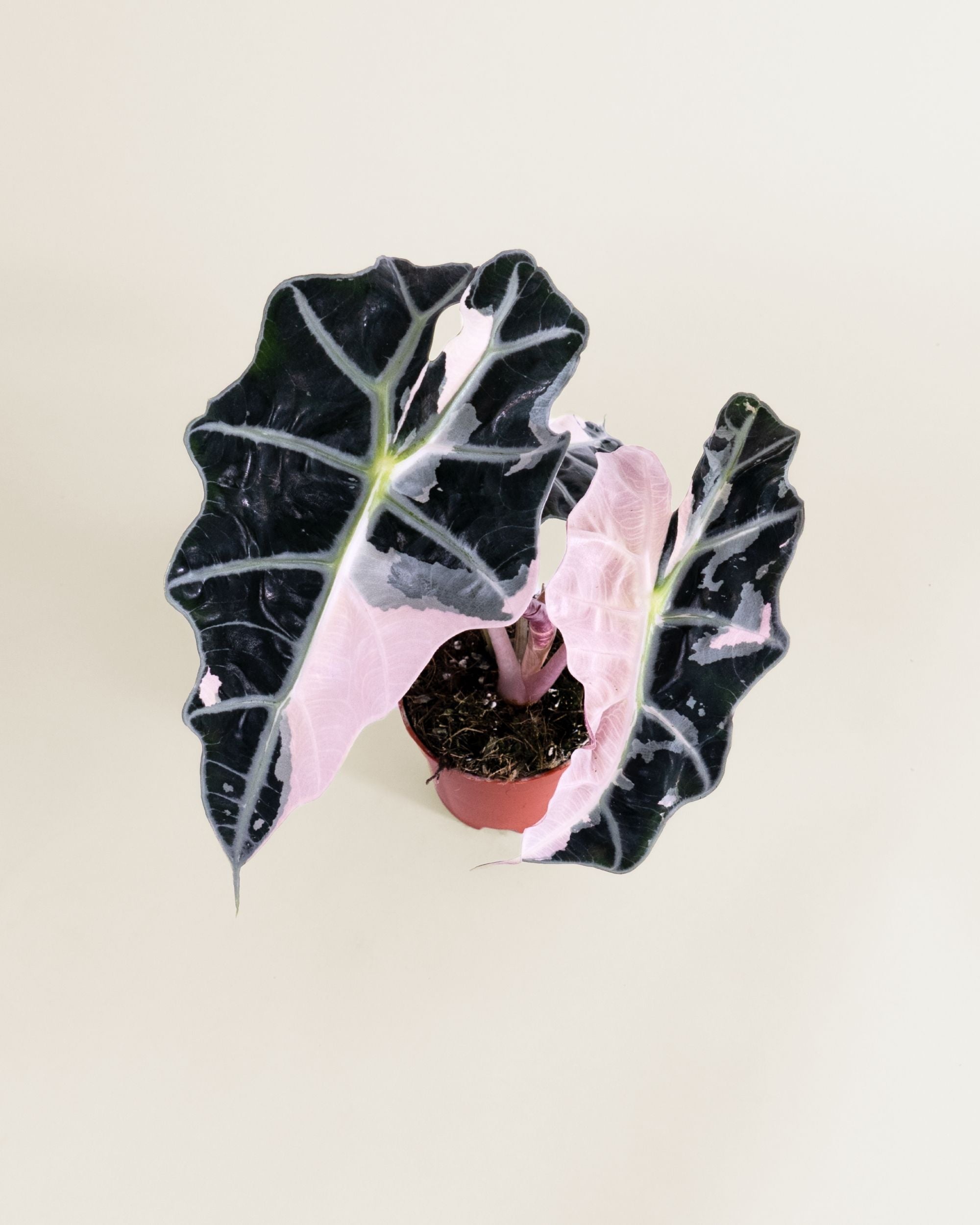 Alocasia Polly Pink