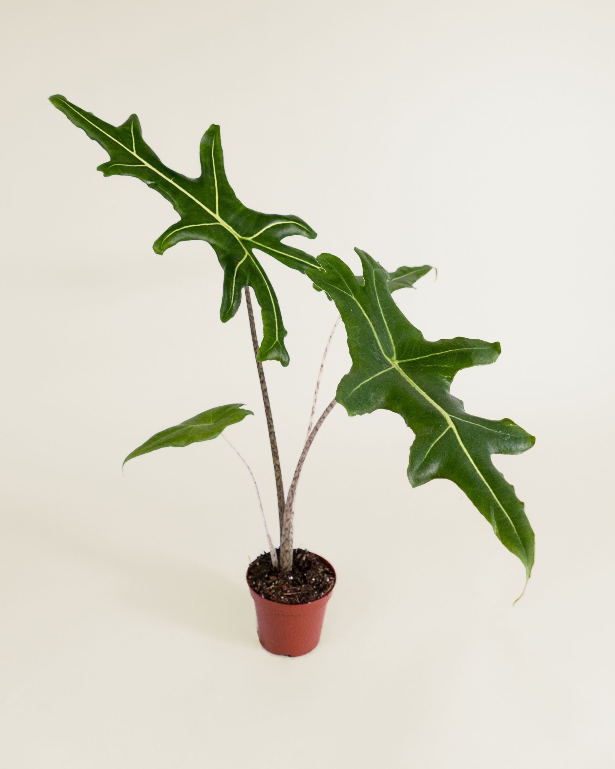 Alocasia Portei