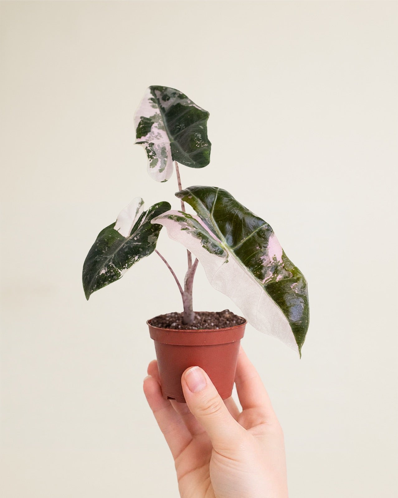 Alocasia Pseudo Sanderiana Pink