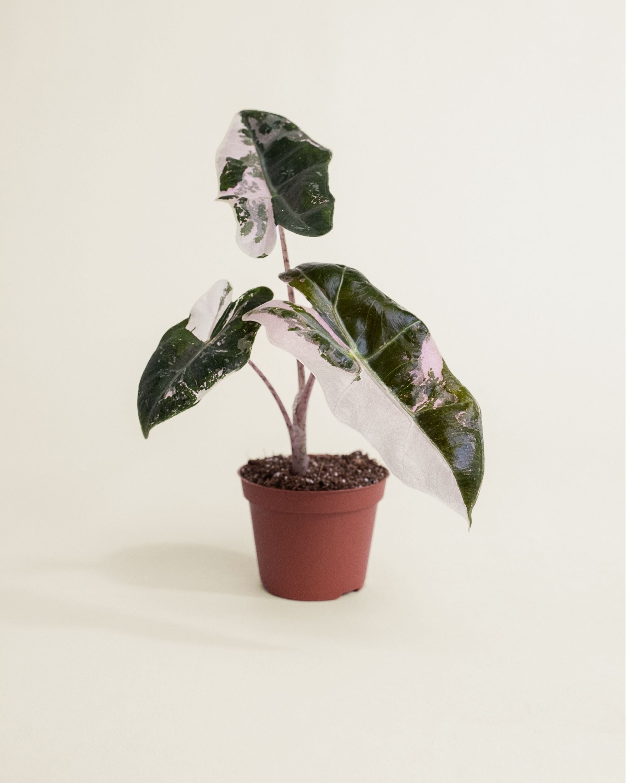 Alocasia Pseudo Sanderiana Pink
