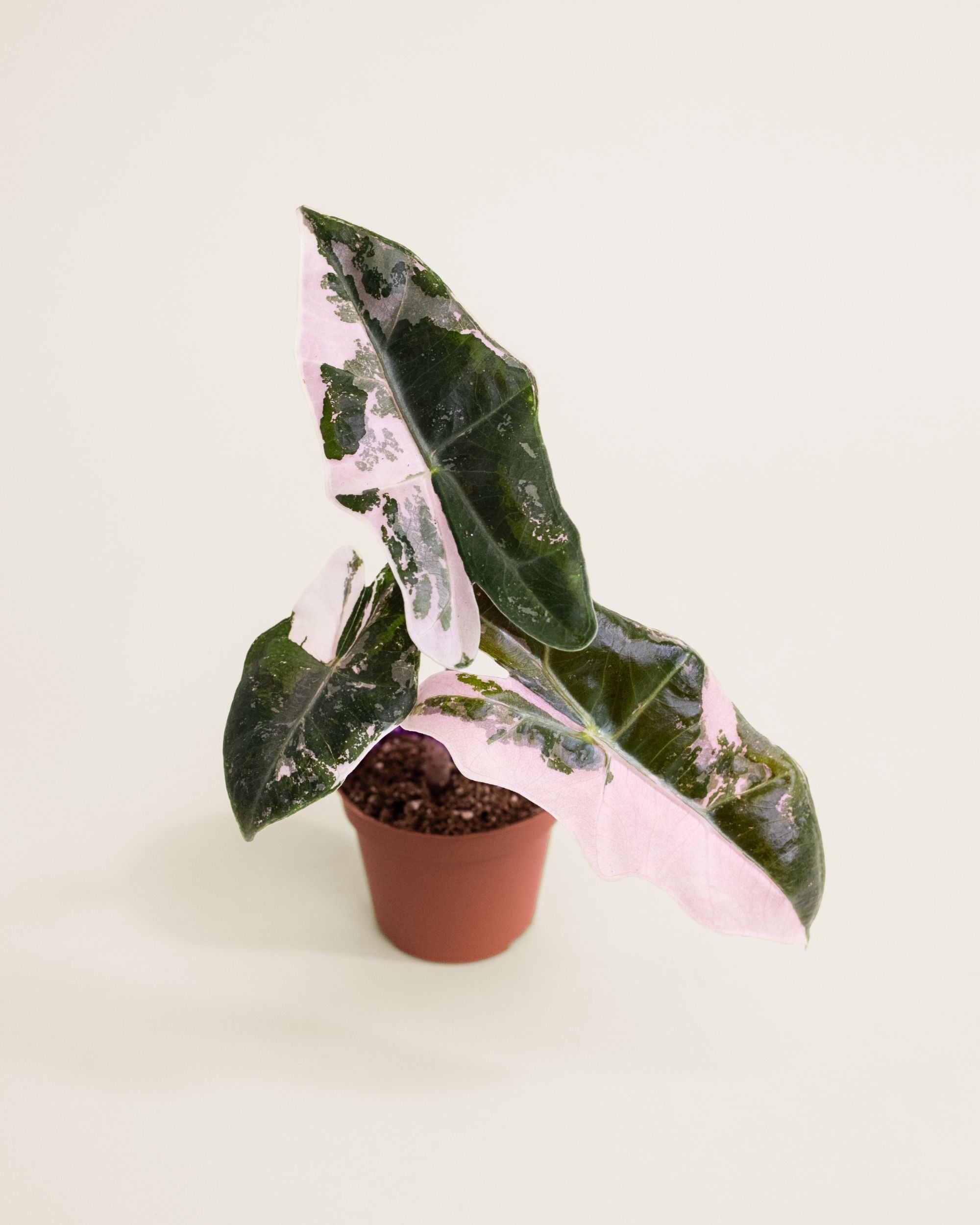 Alocasia Pseudo Sanderiana Pink