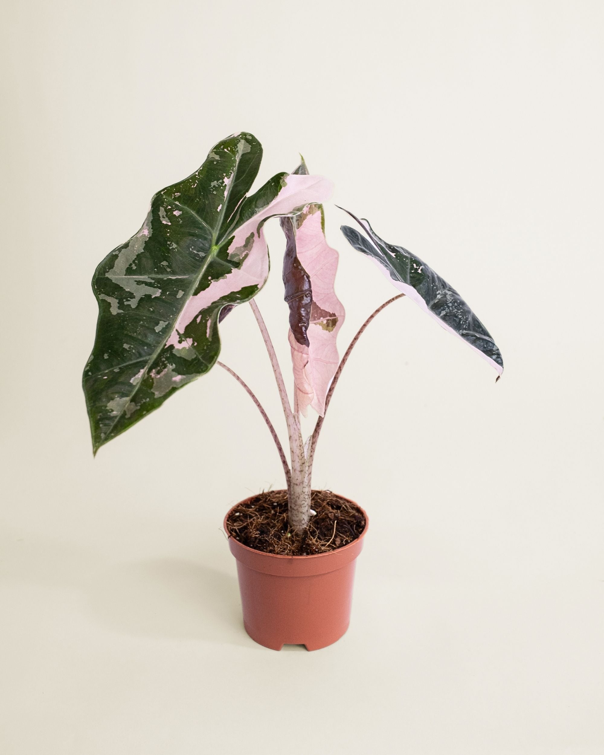 Alocasia Pseudo Sanderiana Pink