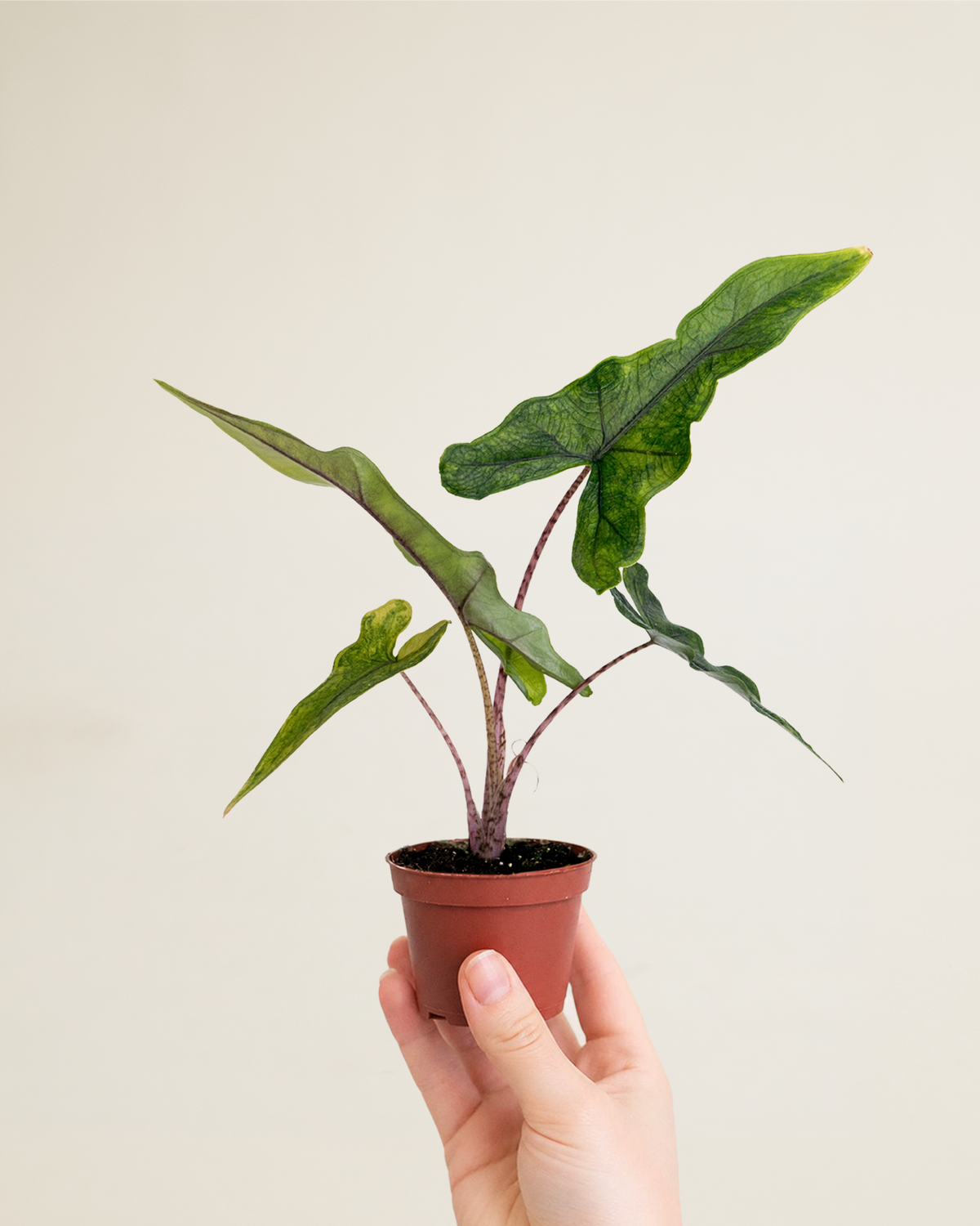 Alocasia Sabrina Narrow Aurea