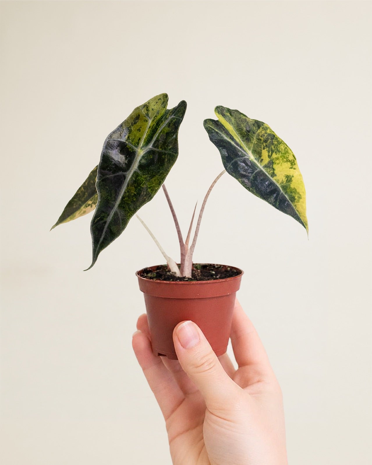 Alocasia Sanderiana Bull Variegata