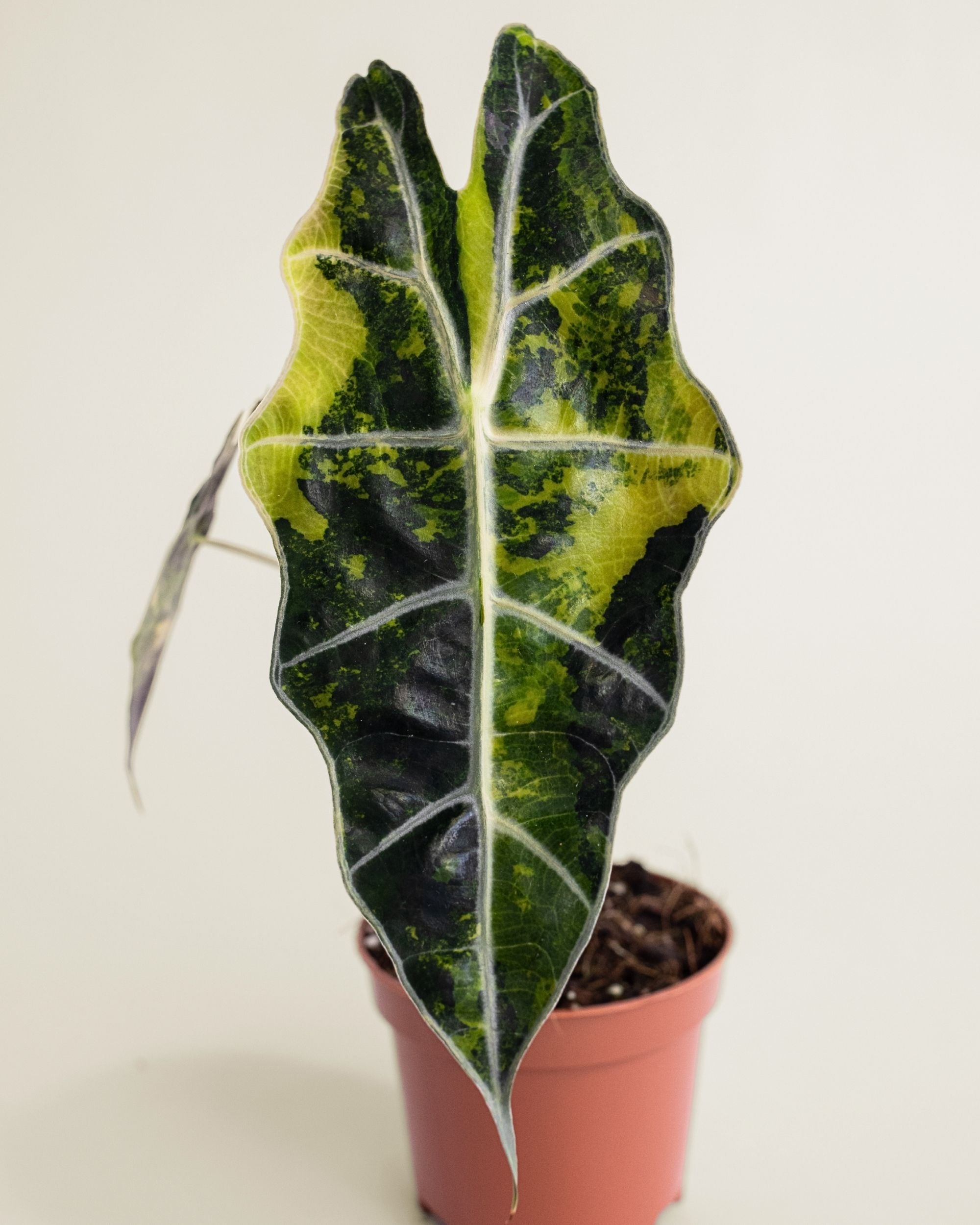 Alocasia Sanderiana Bull Variegata