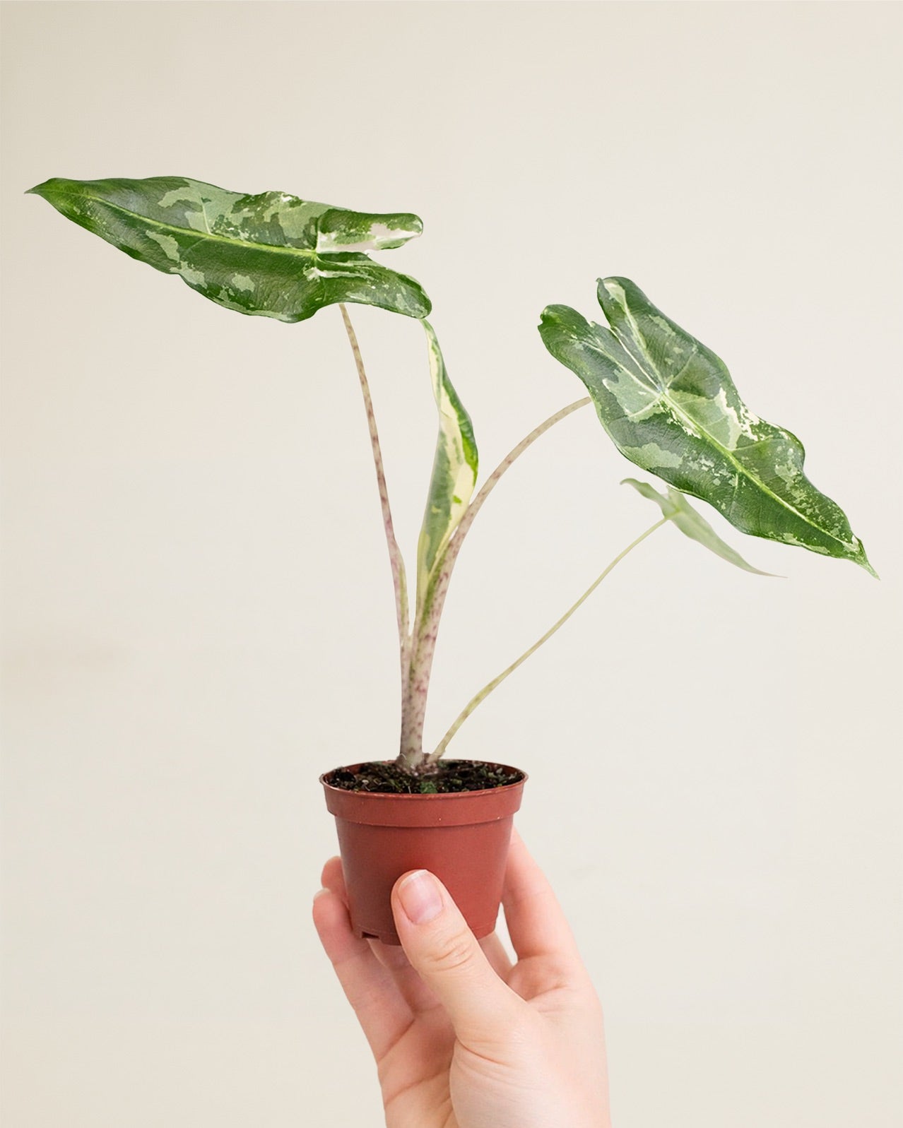 Alocasia Sarian Albo