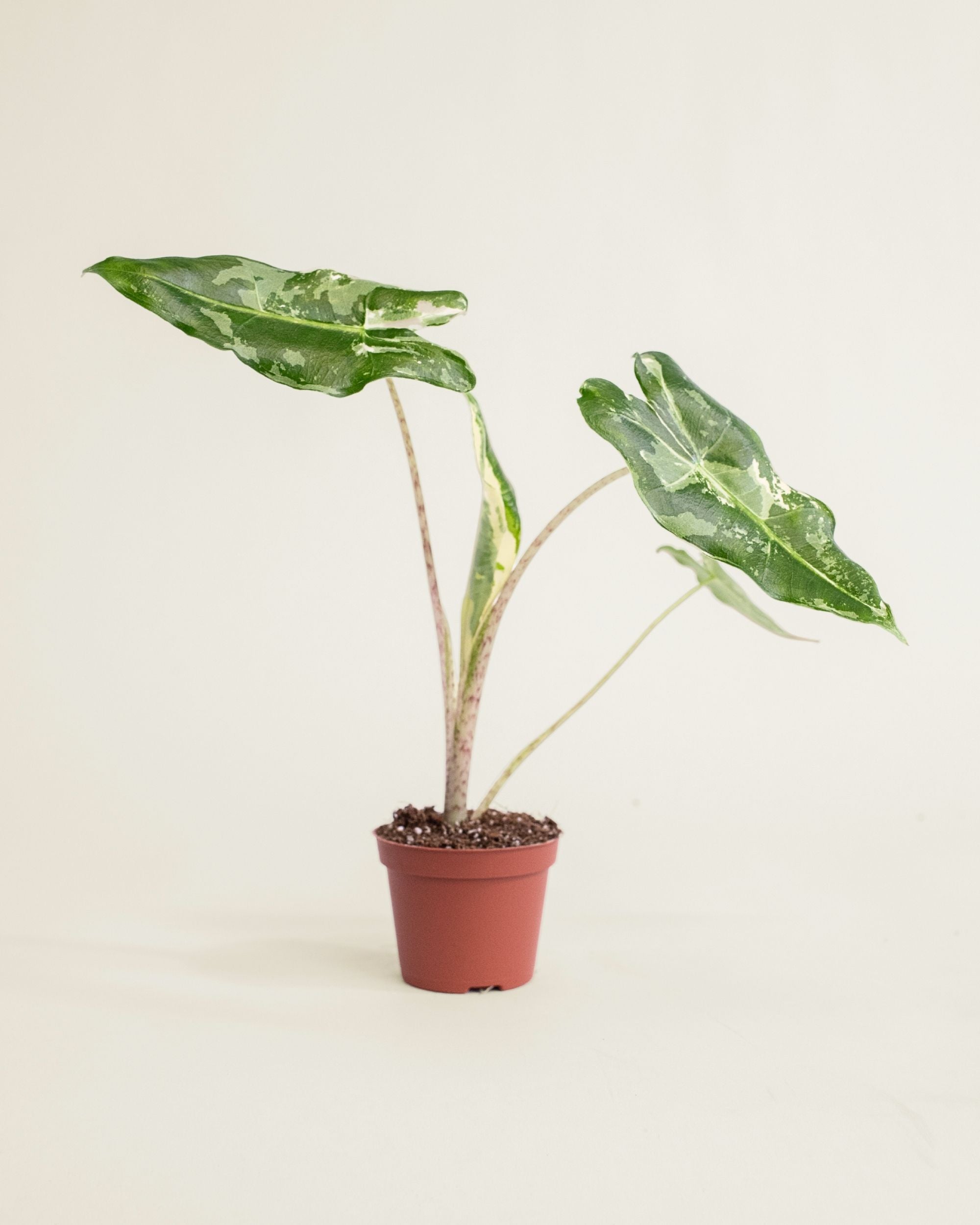 Alocasia Sarian Albo