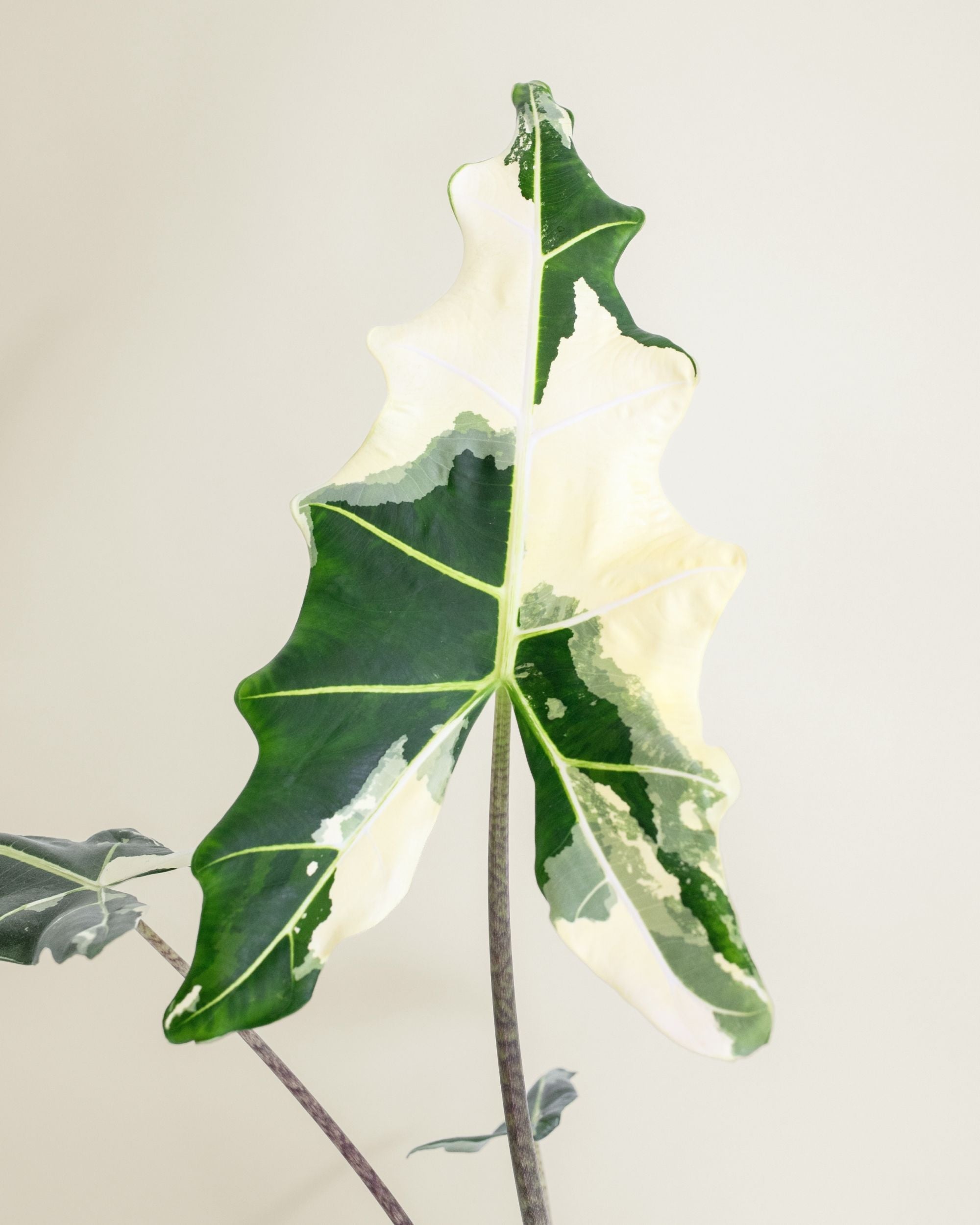 Alocasia Sarian Albo