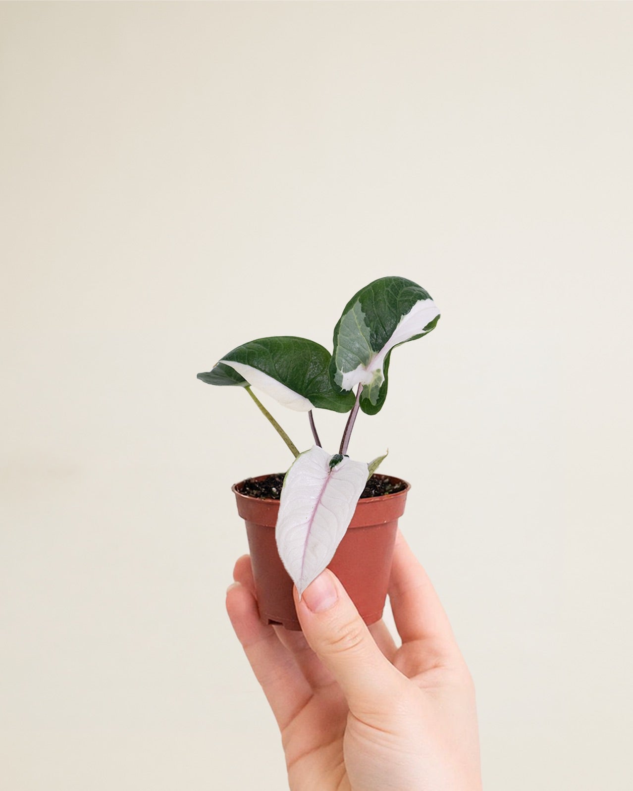 Alocasia Scalprum Albo Lava