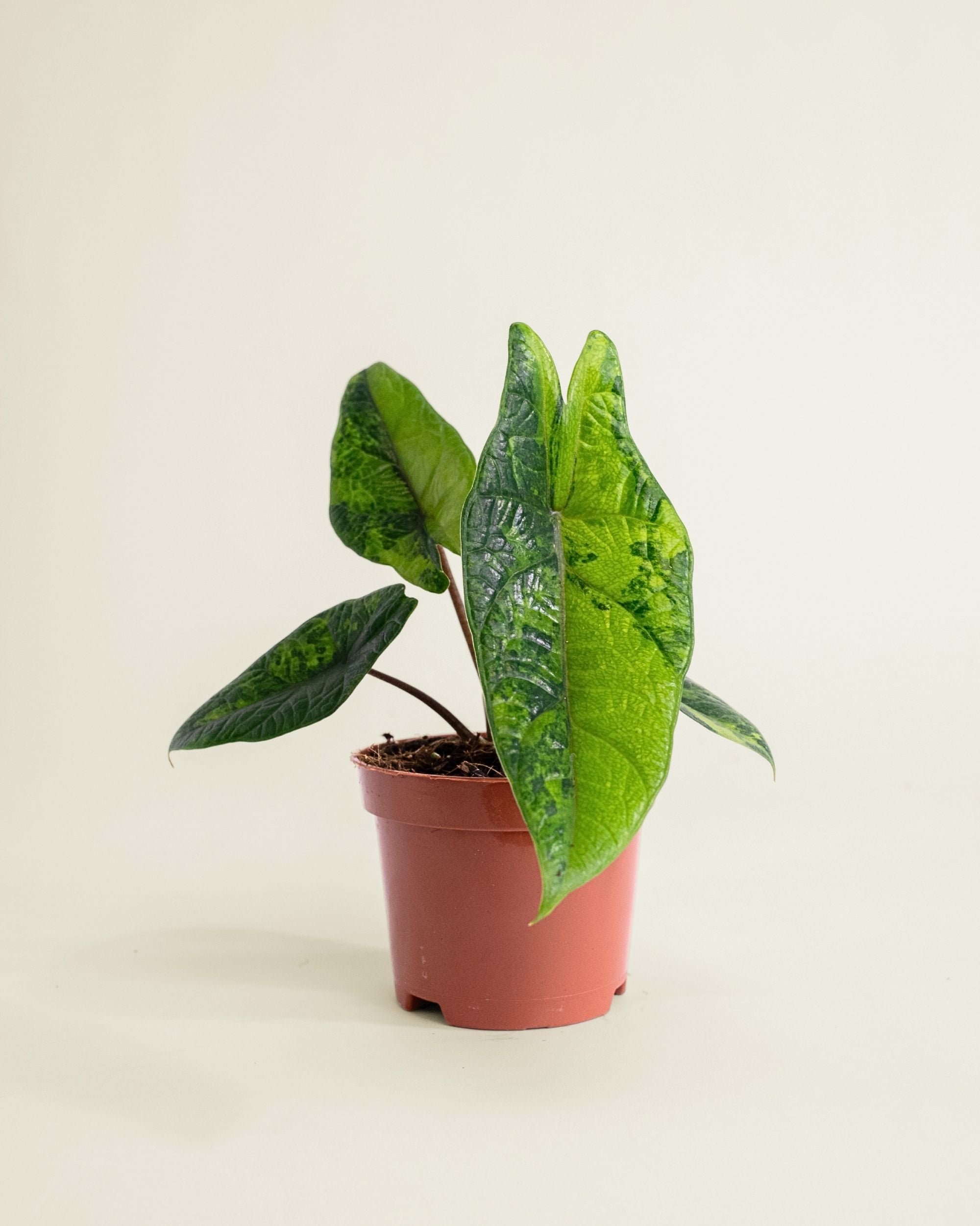 Alocasia Scalprum Aurea