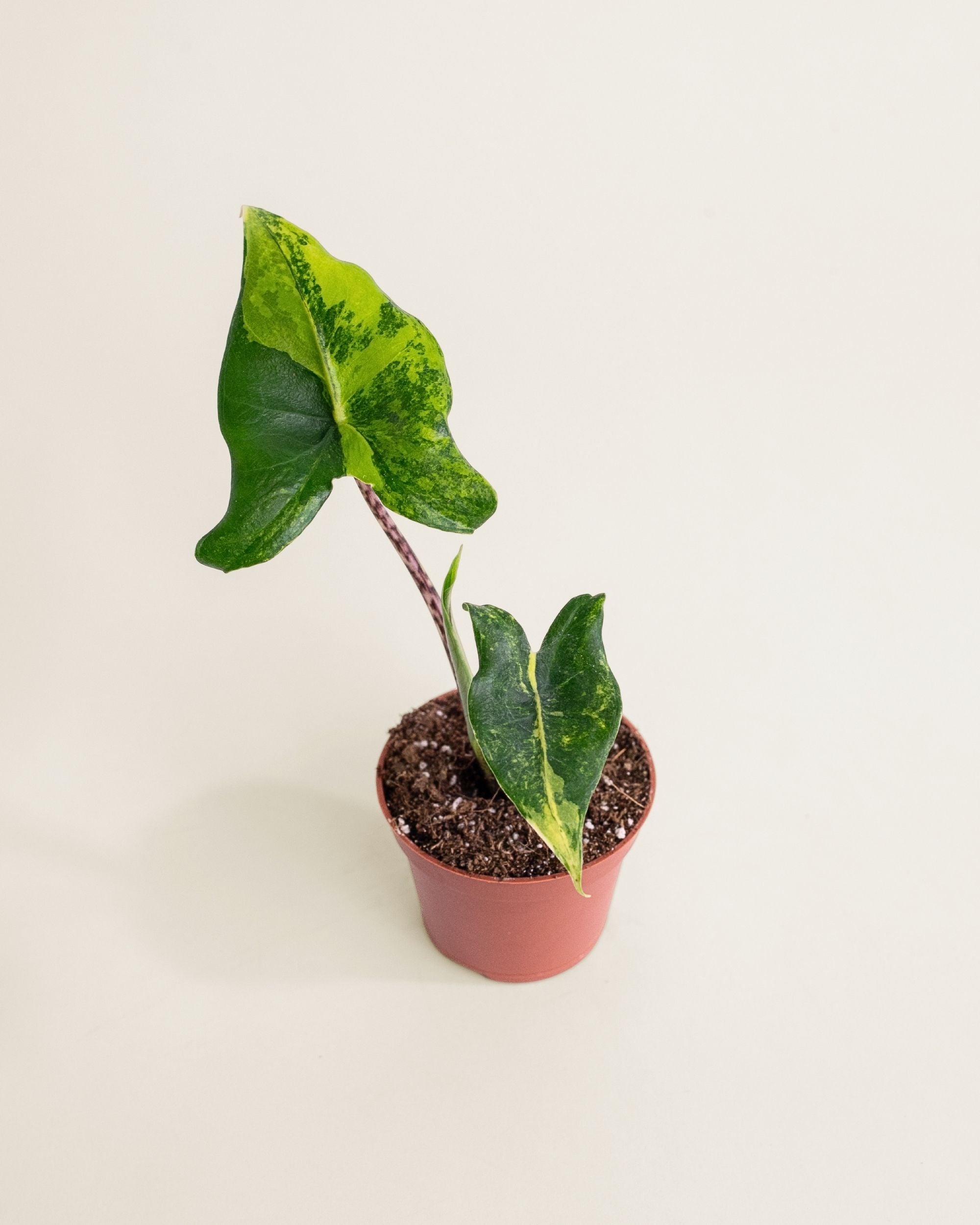 Alocasia Siberian Tiger Aurea