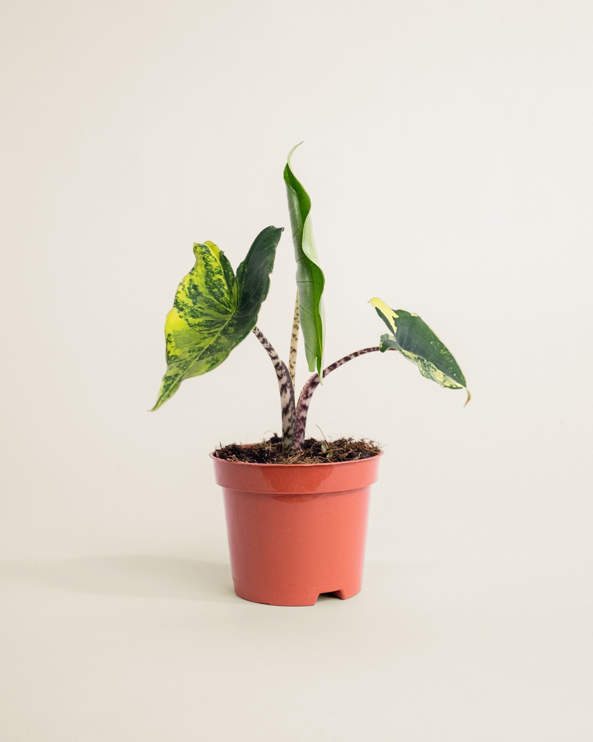 Alocasia Siberian Tiger Aurea
