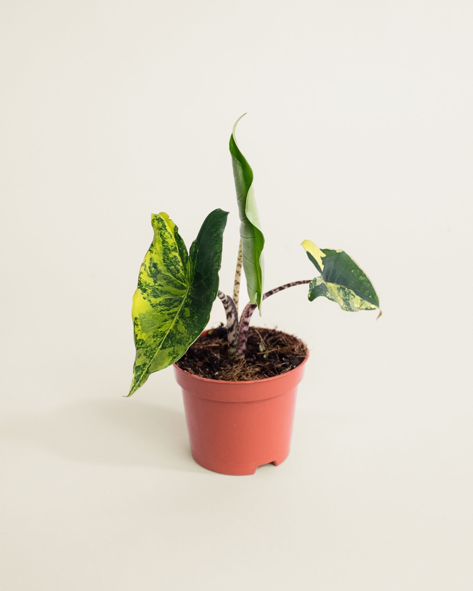 Alocasia Siberian Tiger Aurea