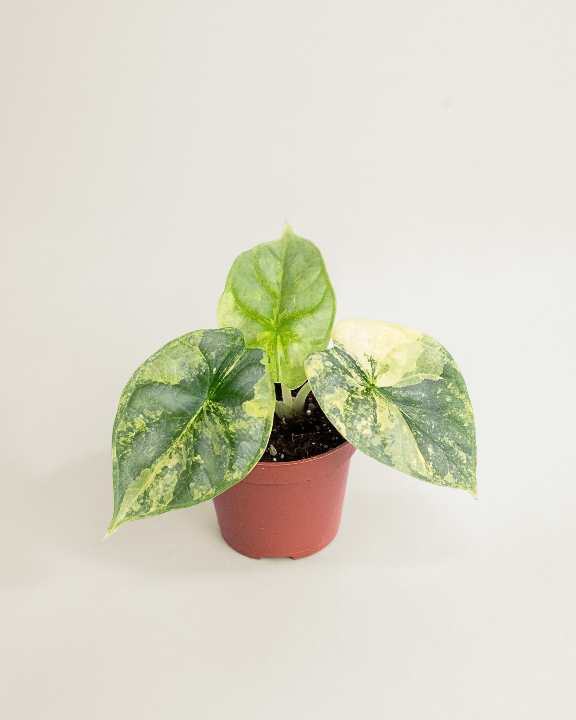 Alocasia Silver Dragon Aurea