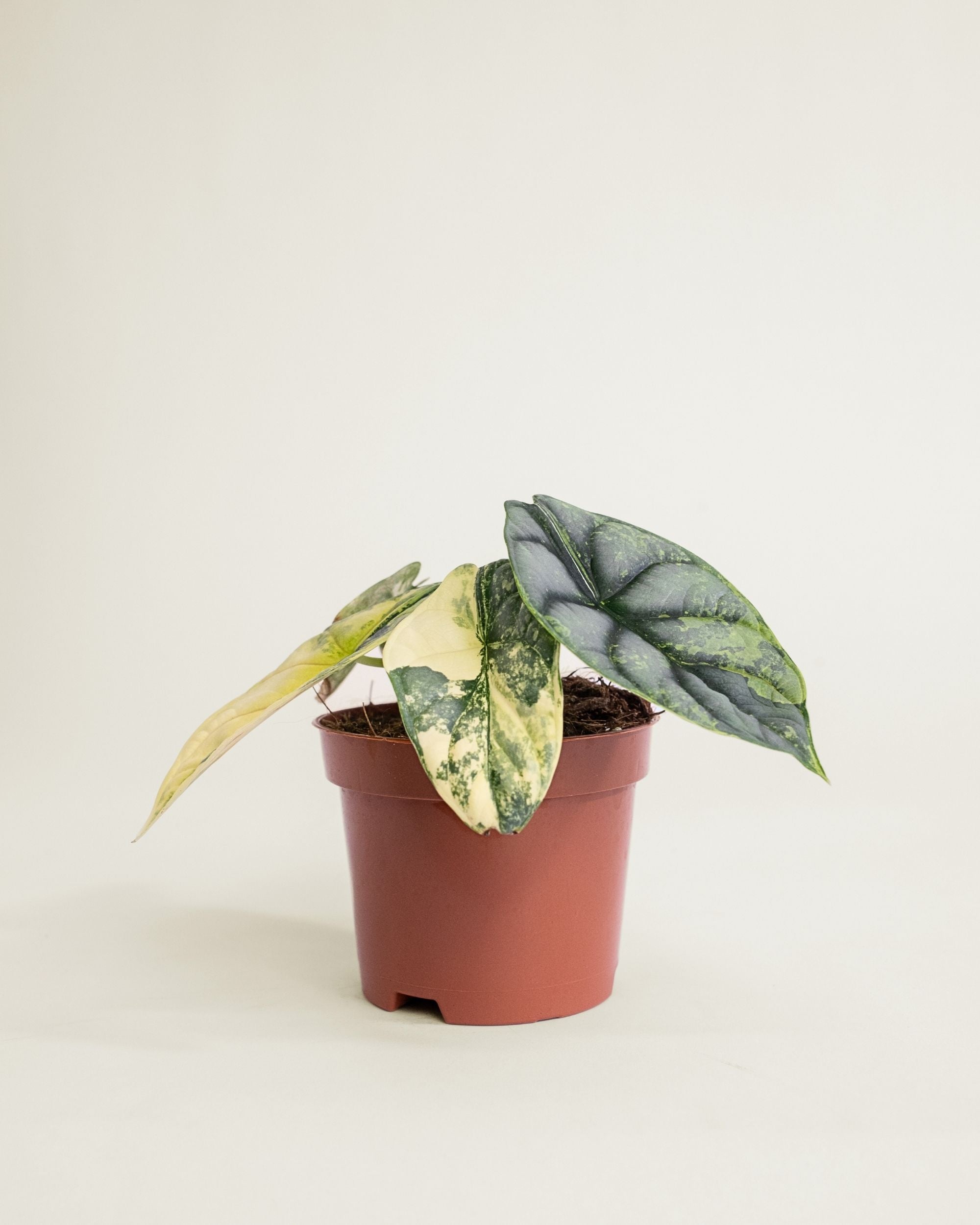 Alocasia Silver Dragon Aurea