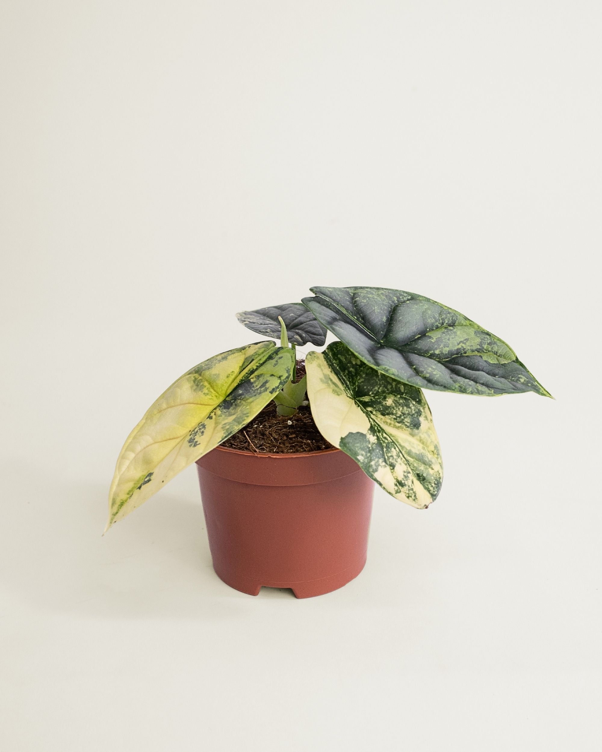 Alocasia Silver Dragon Aurea