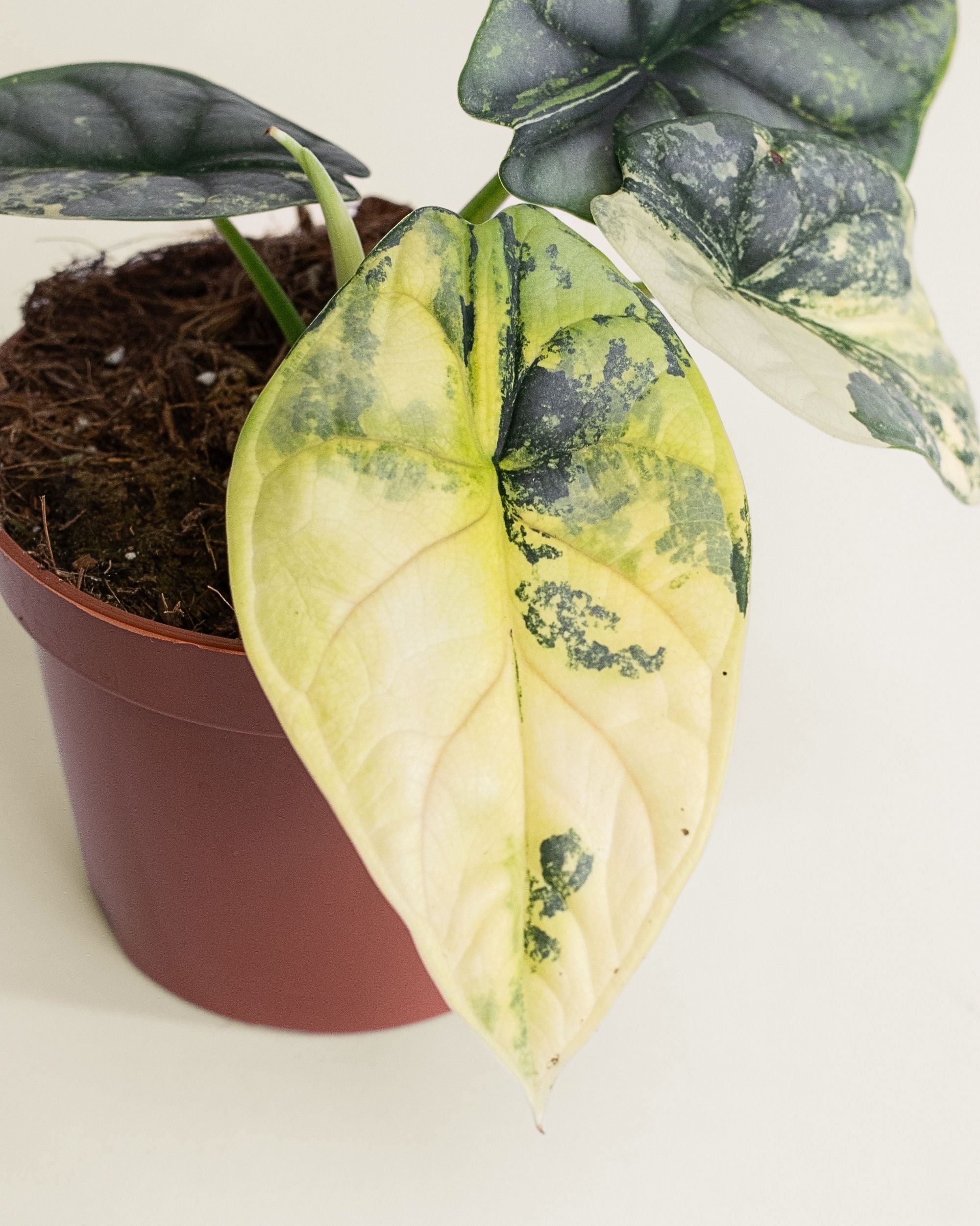 Alocasia Silver Dragon Aurea