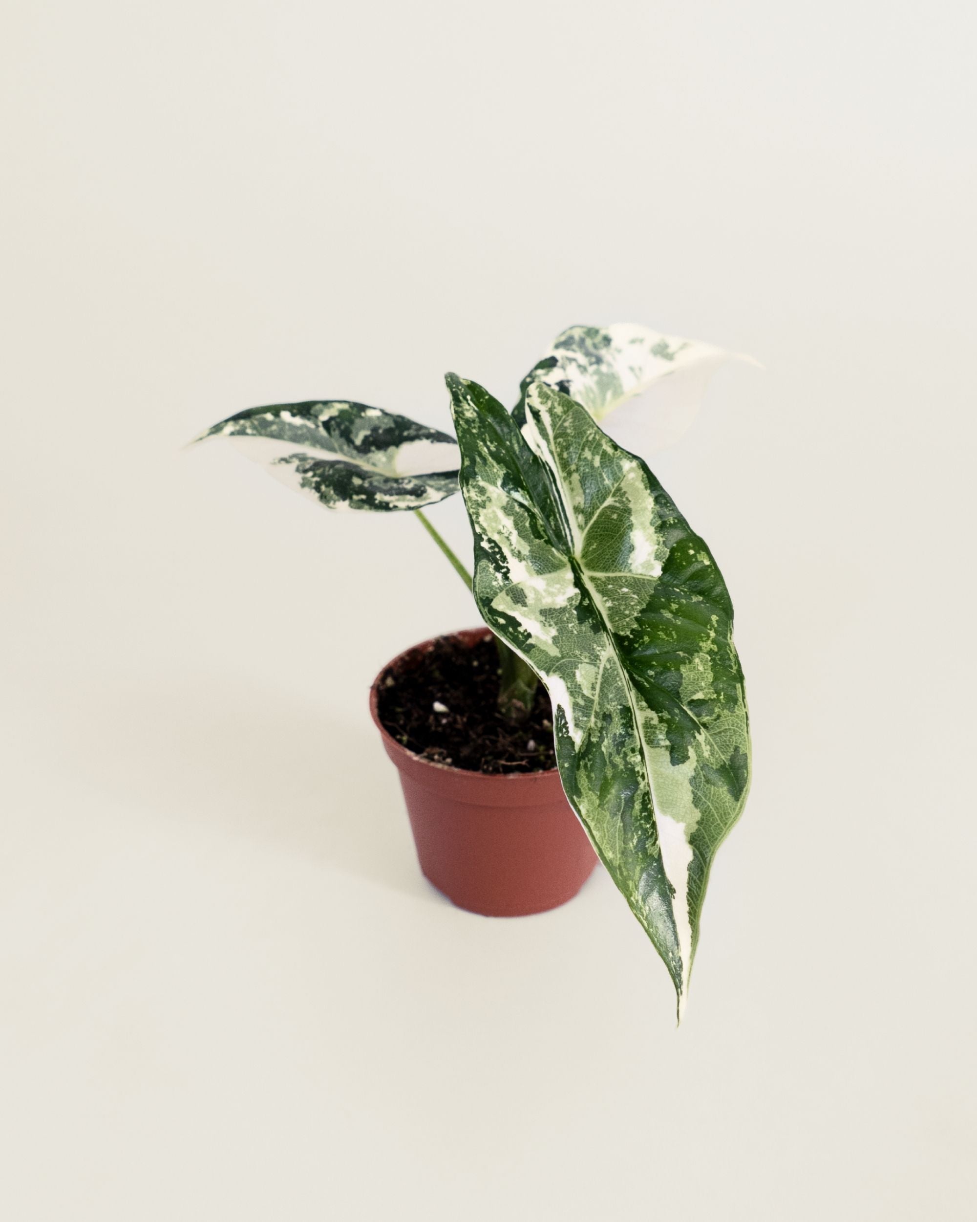 Alocasia Simpo Albo
