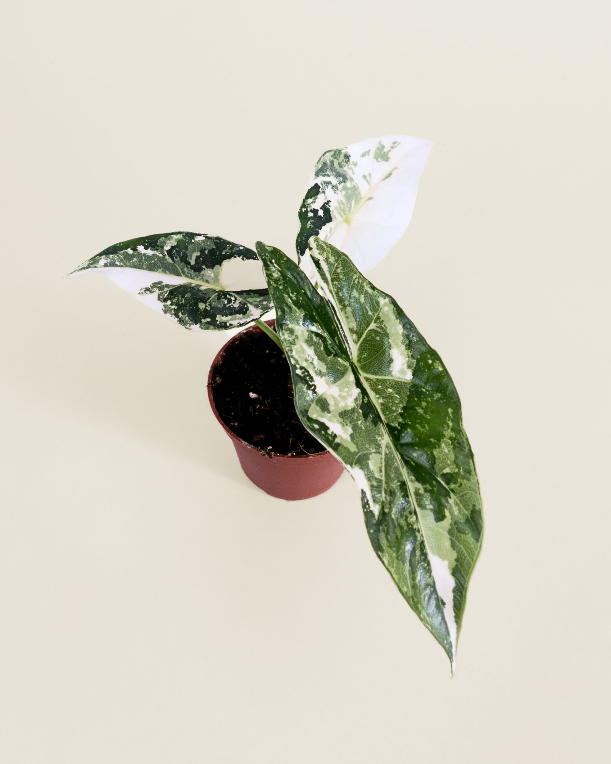 Alocasia Simpo Albo