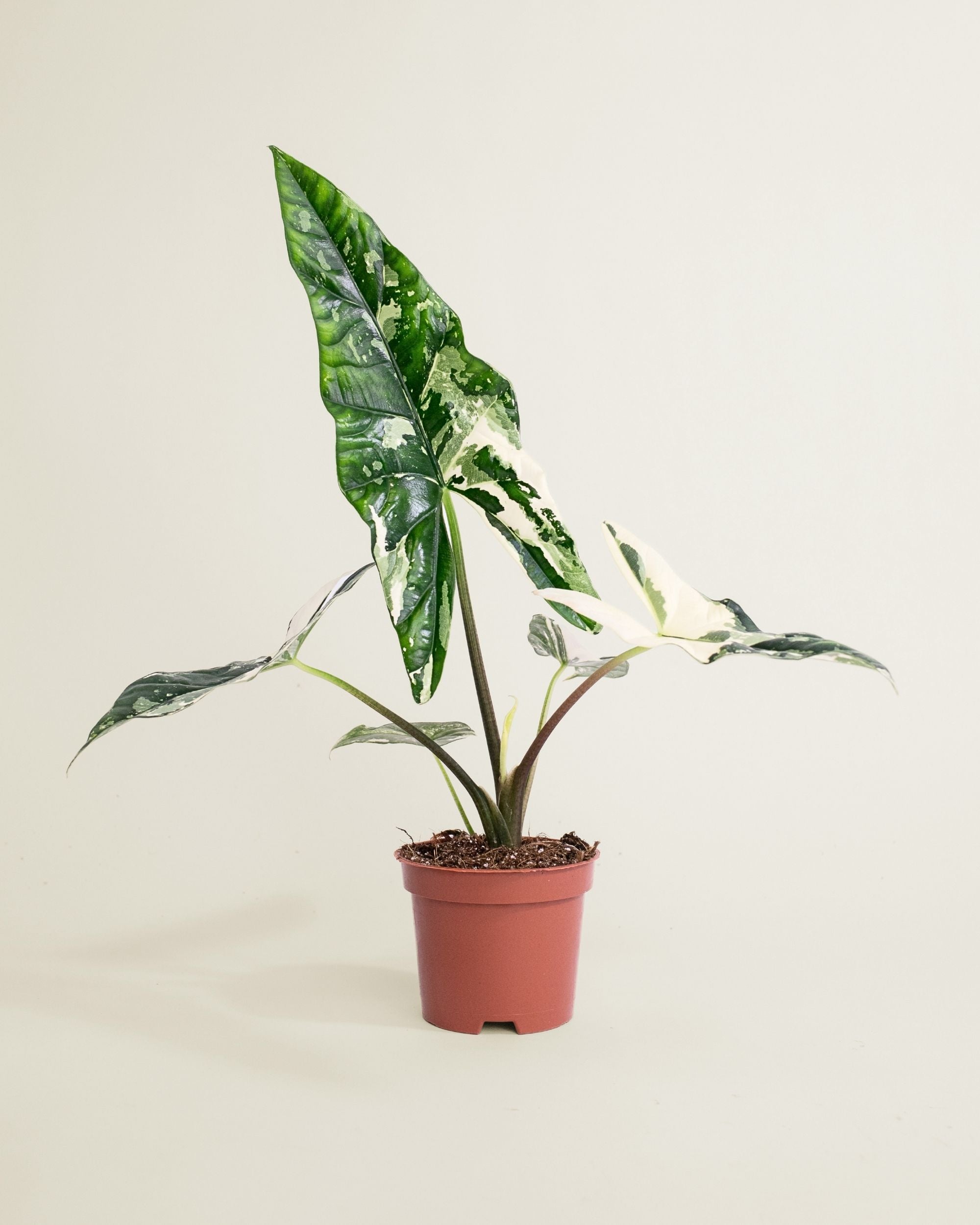 Alocasia Simpo Albo
