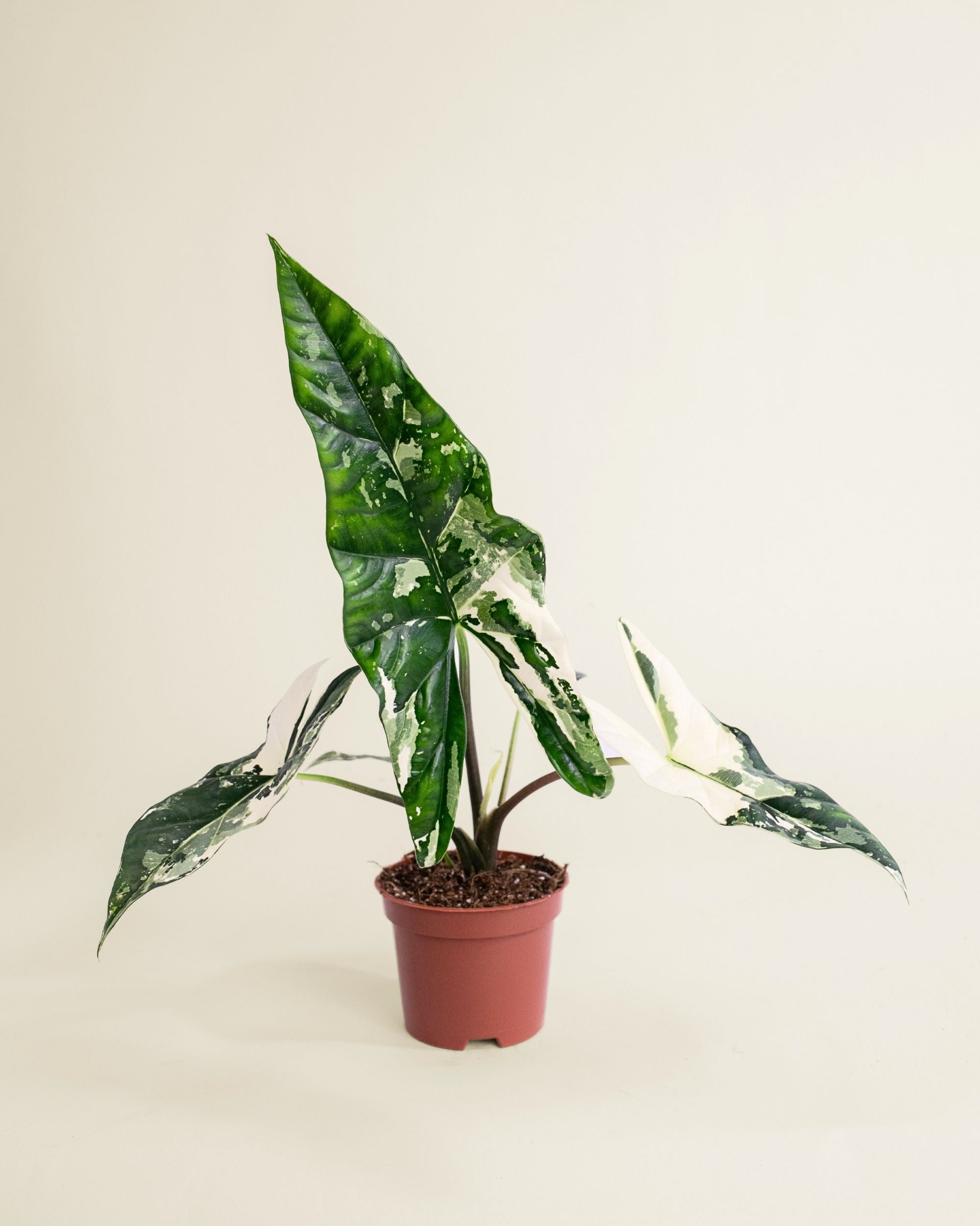 Alocasia Simpo Albo
