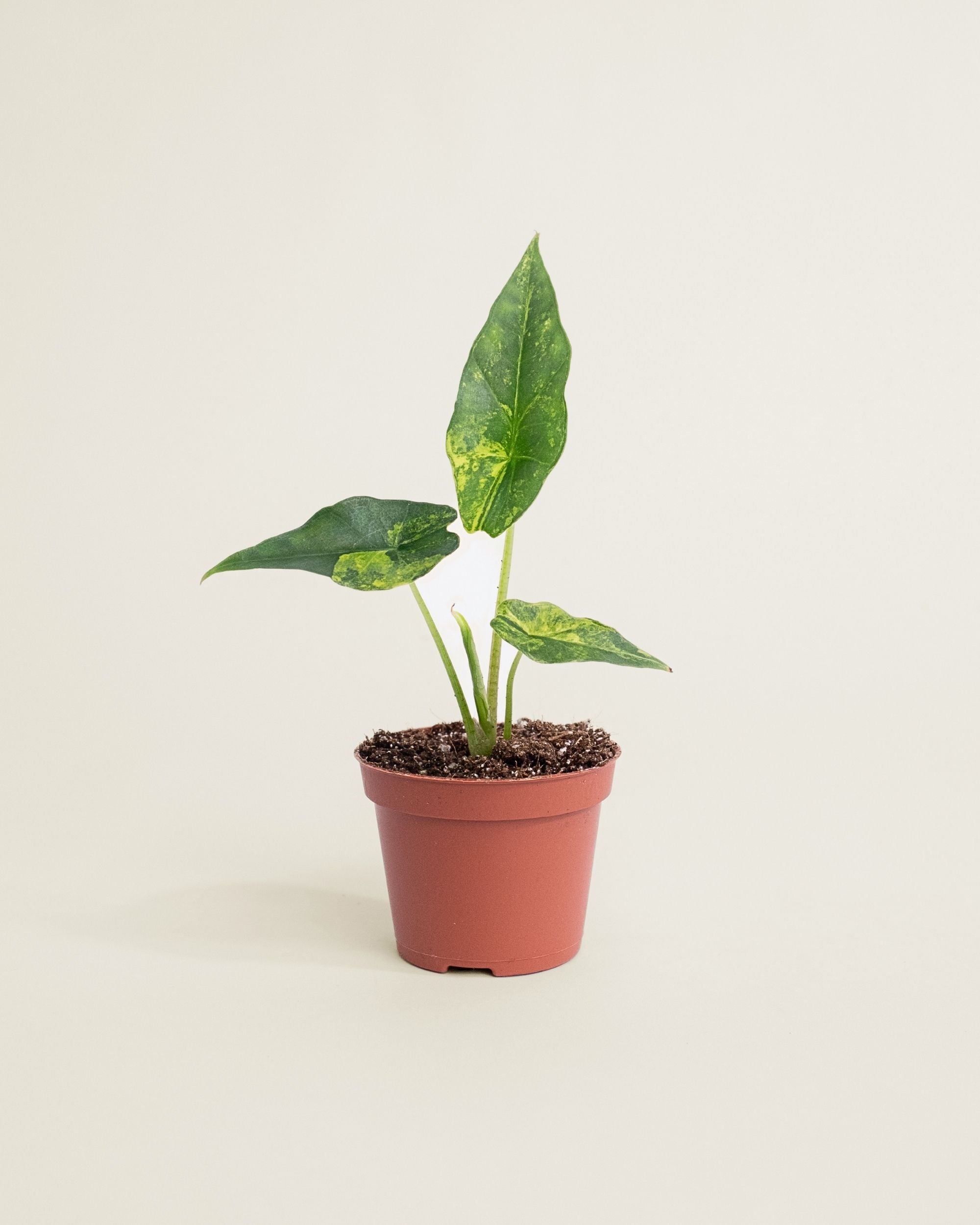 Alocasia Simpo Aurea
