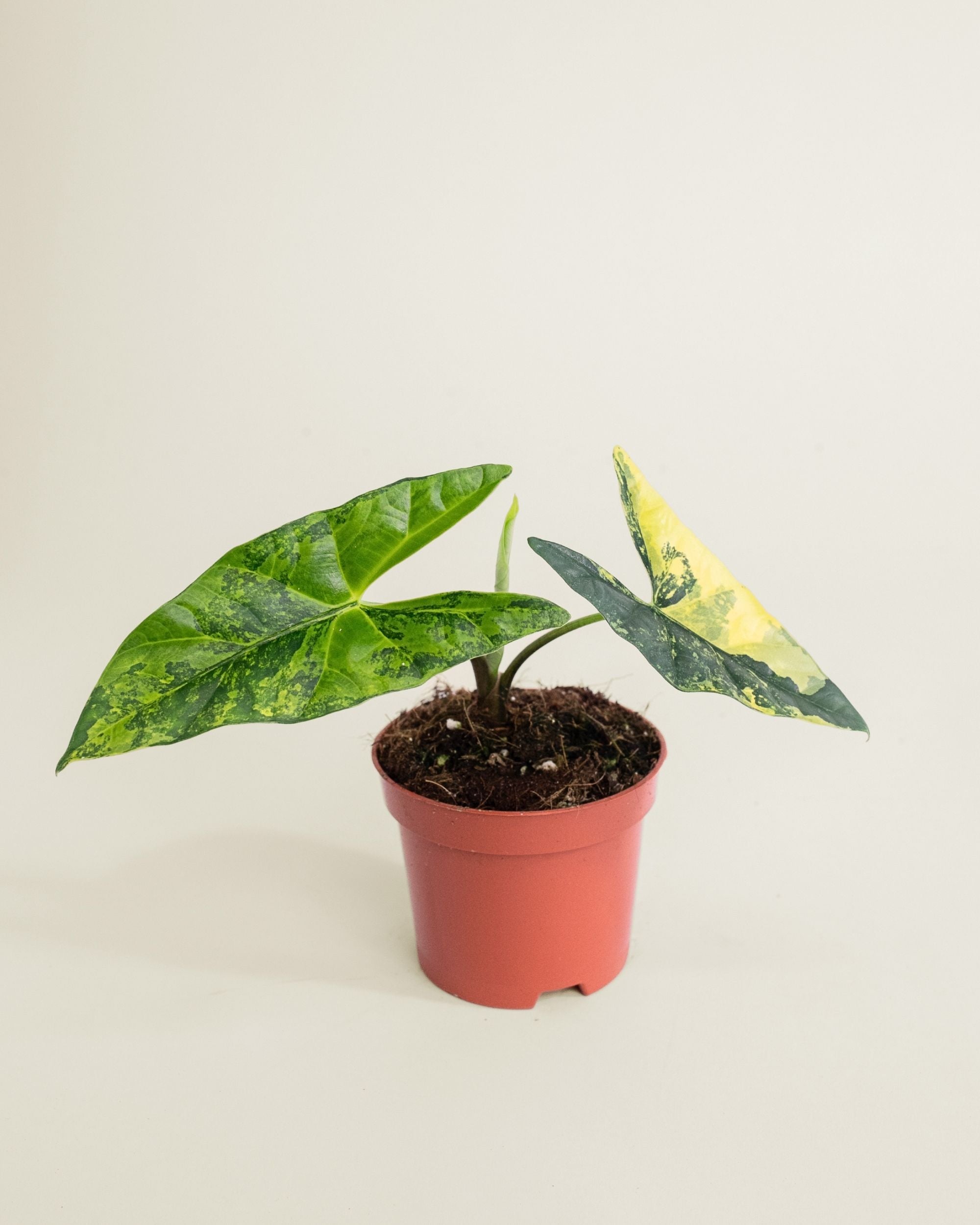 Alocasia Simpo Aurea