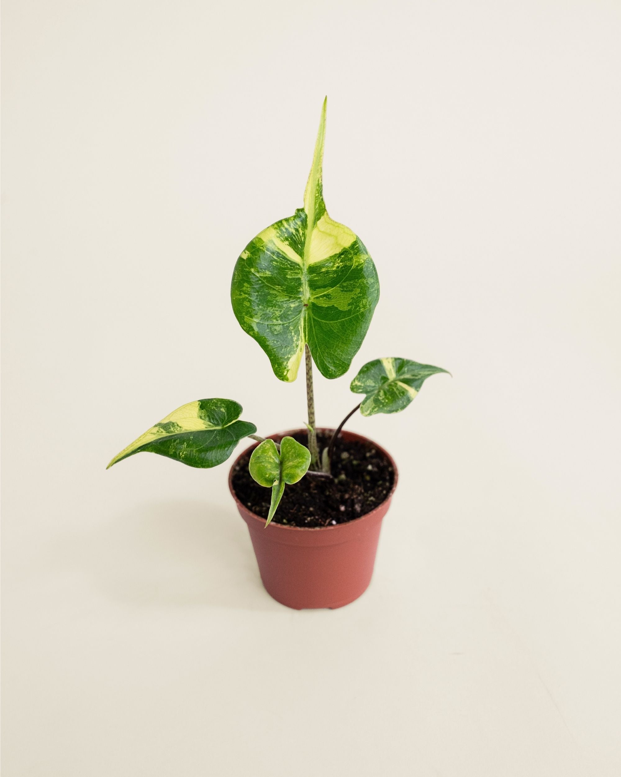 Alocasia Stingray Aurea
