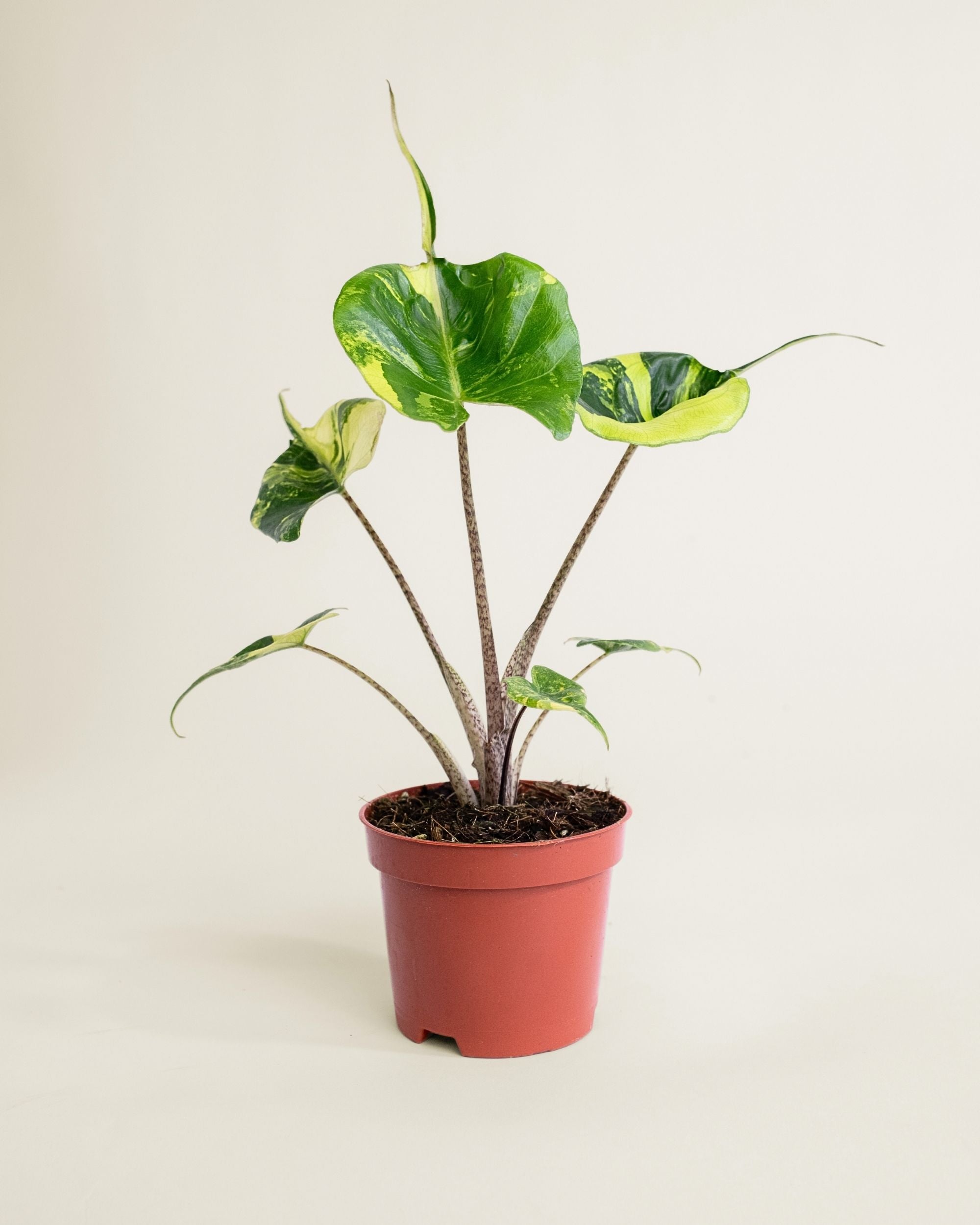 Alocasia Stingray Aurea