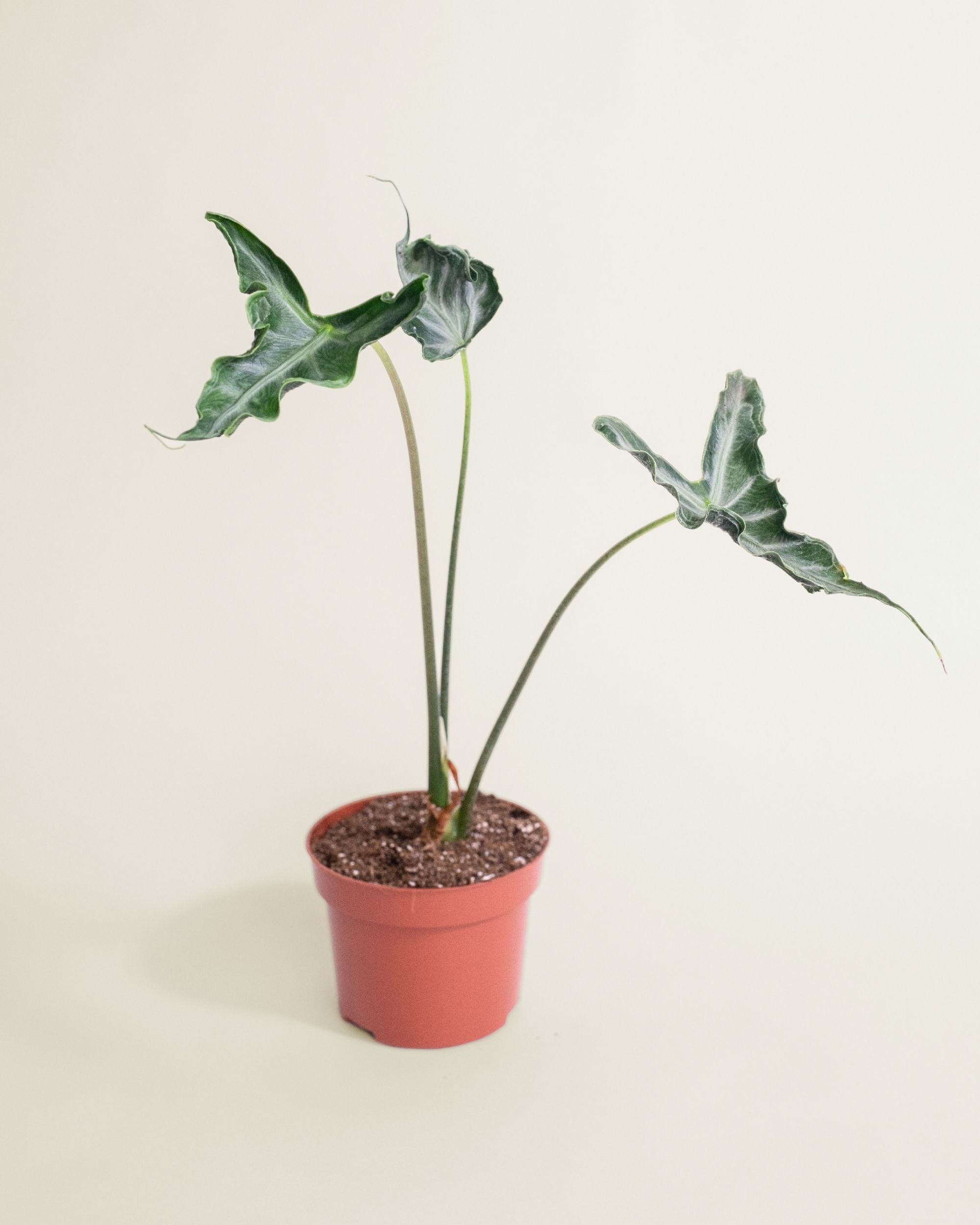 Alocasia Teletubbies