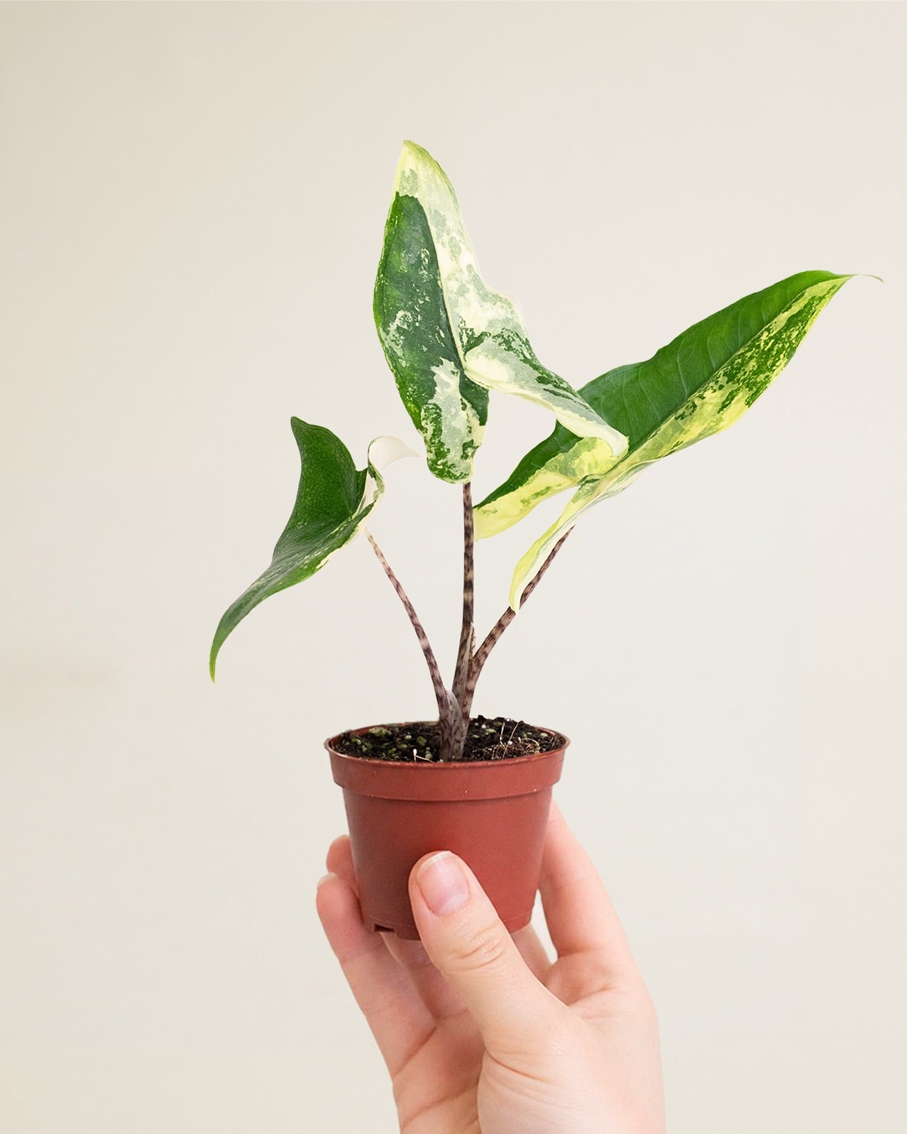 Alocasia Tigrina Superba Variegata