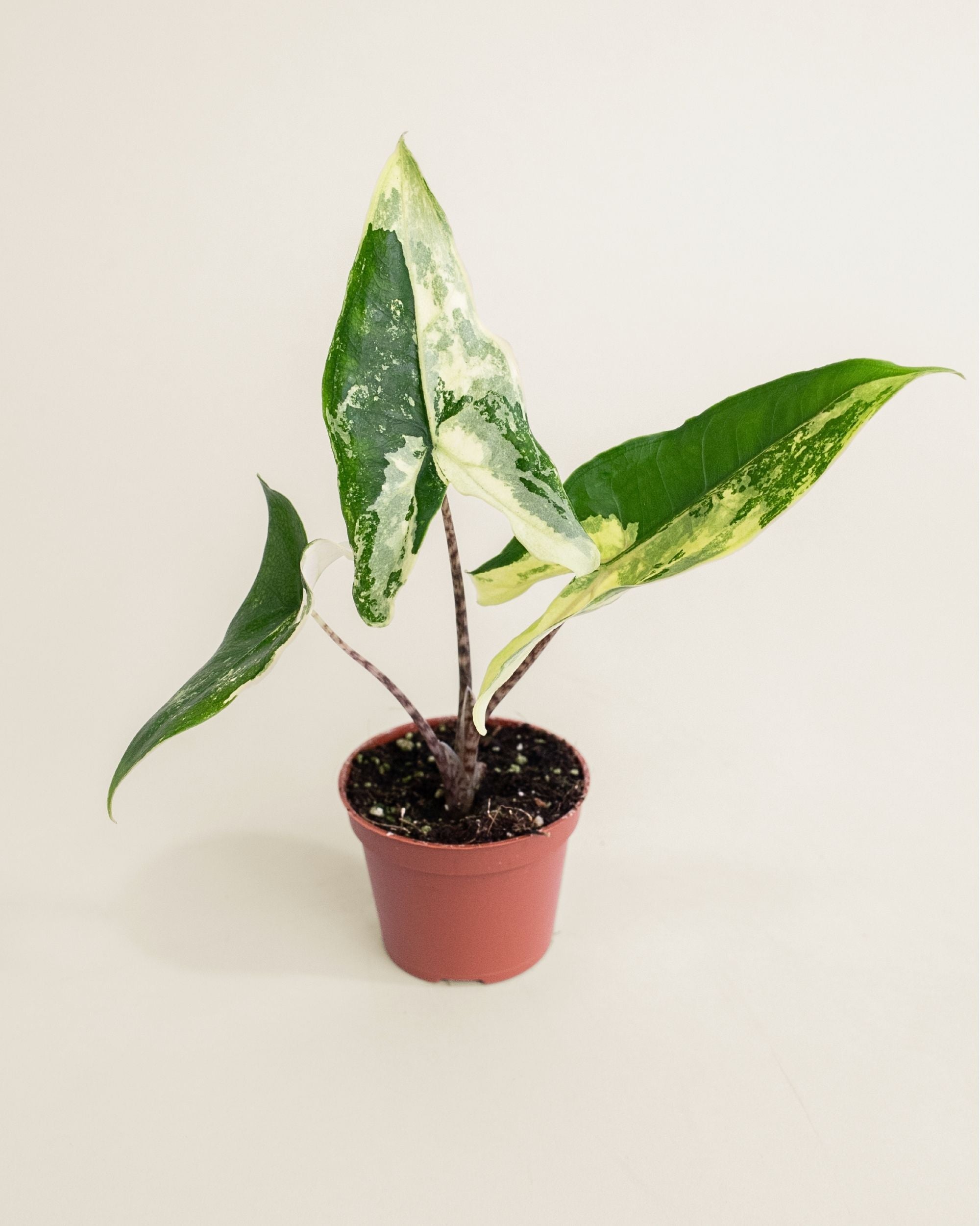 Alocasia Tigrina Superba Variegata