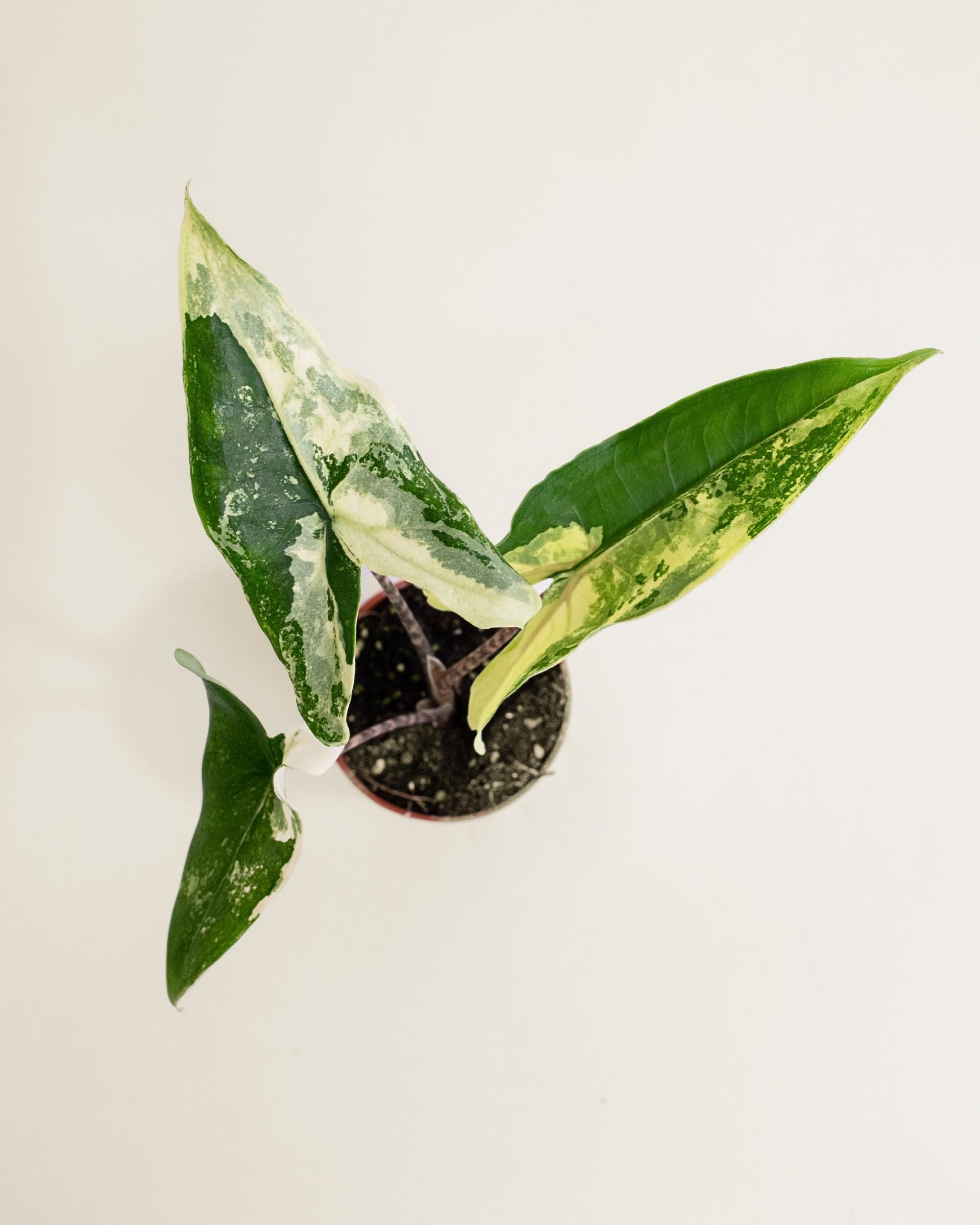 Alocasia Tigrina Superba Variegata