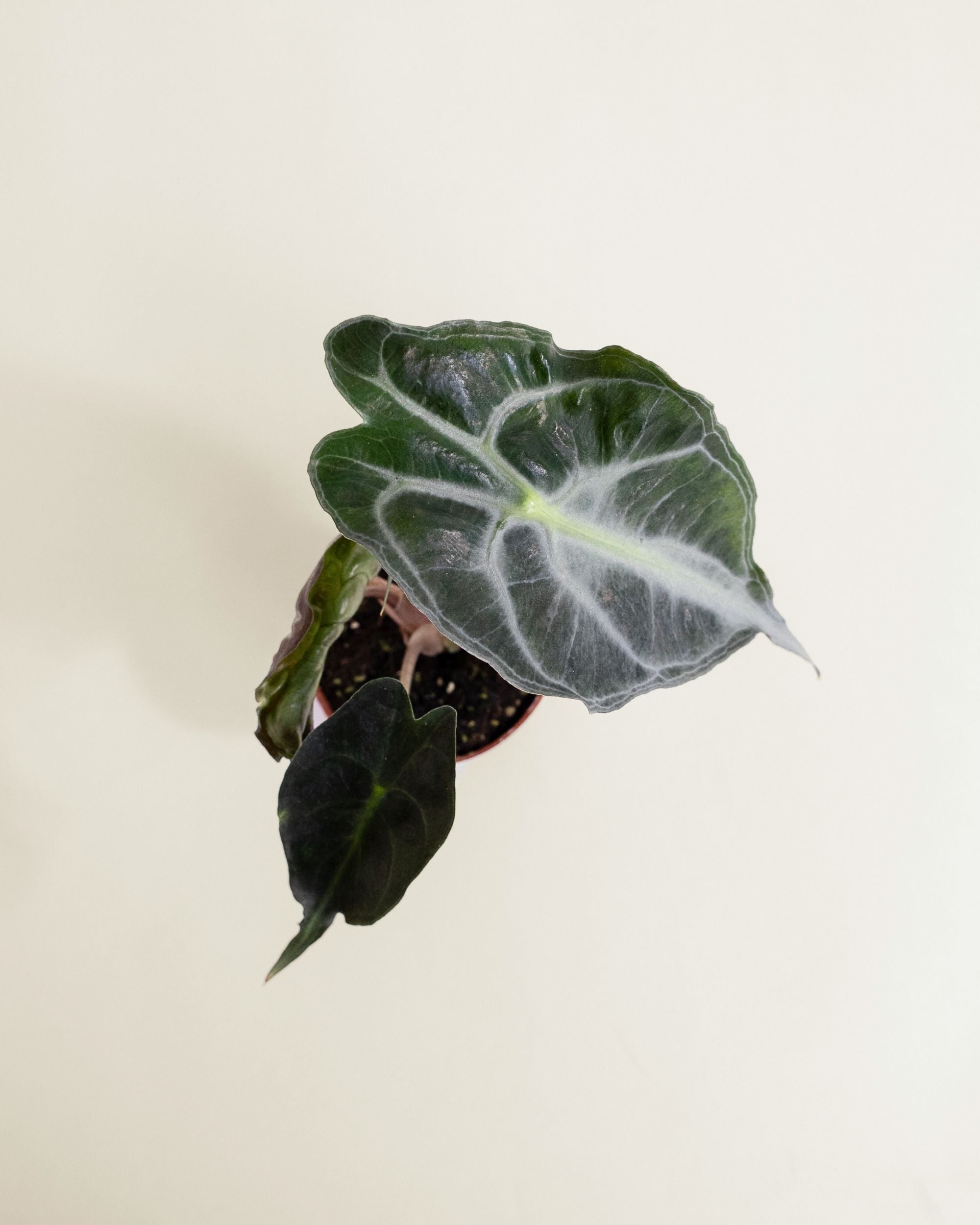 Alocasia Venom