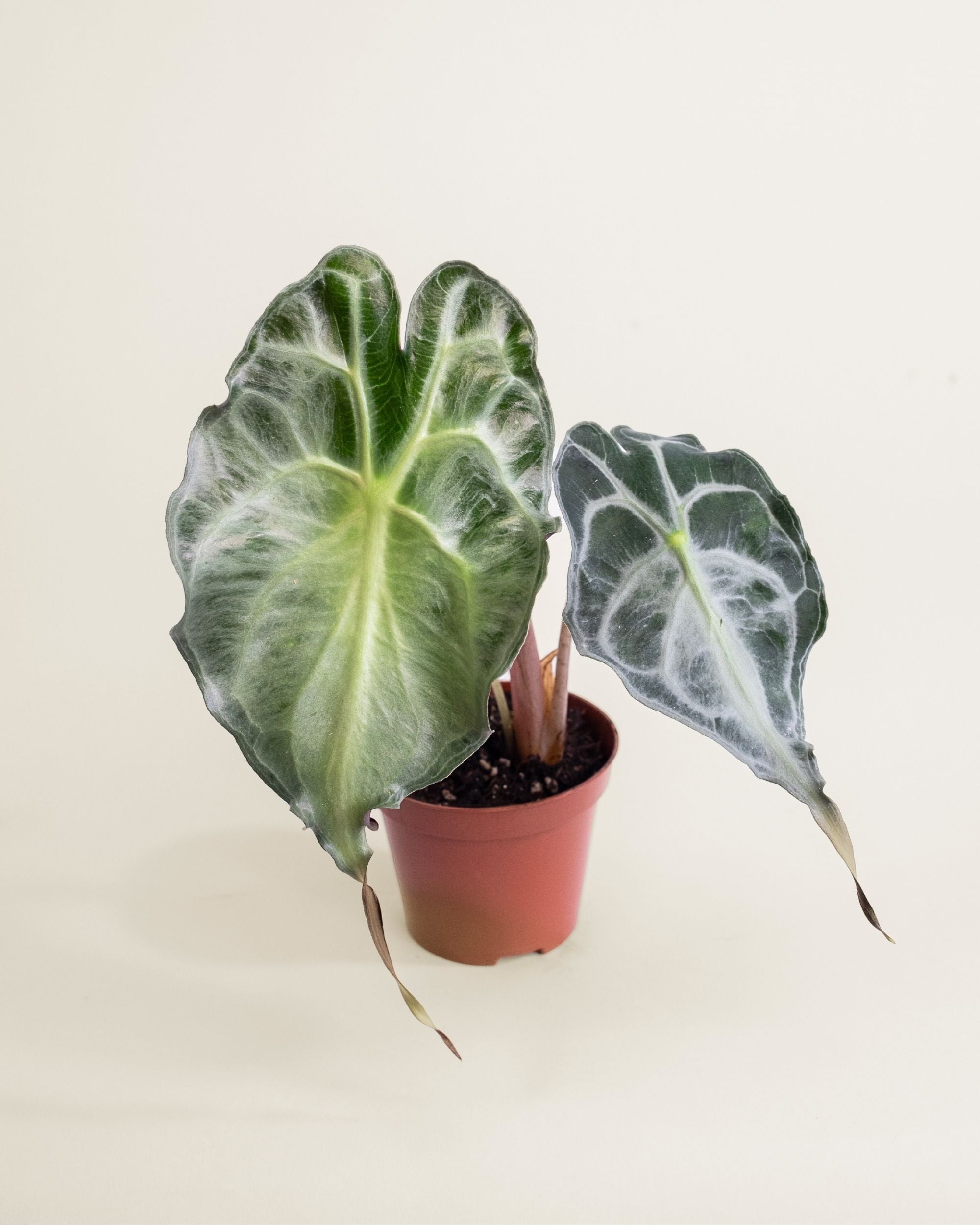 Alocasia Venom