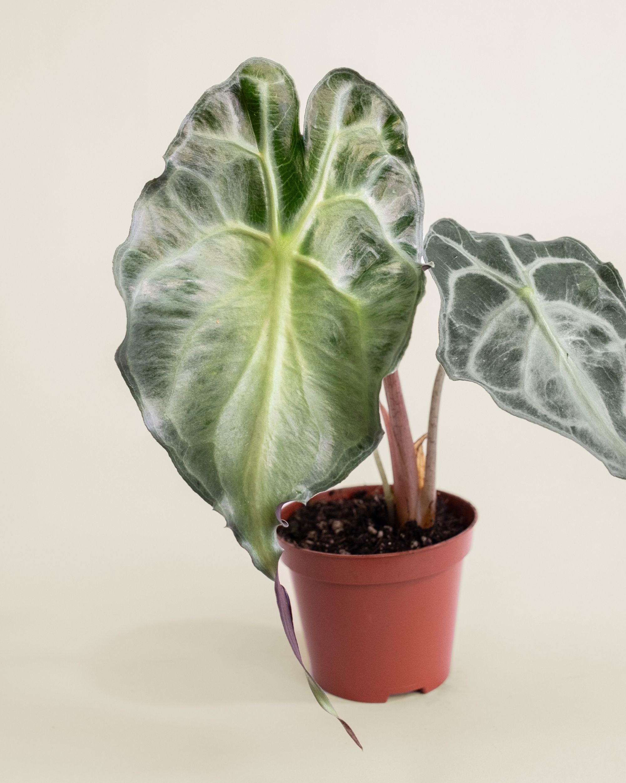 Alocasia Venom