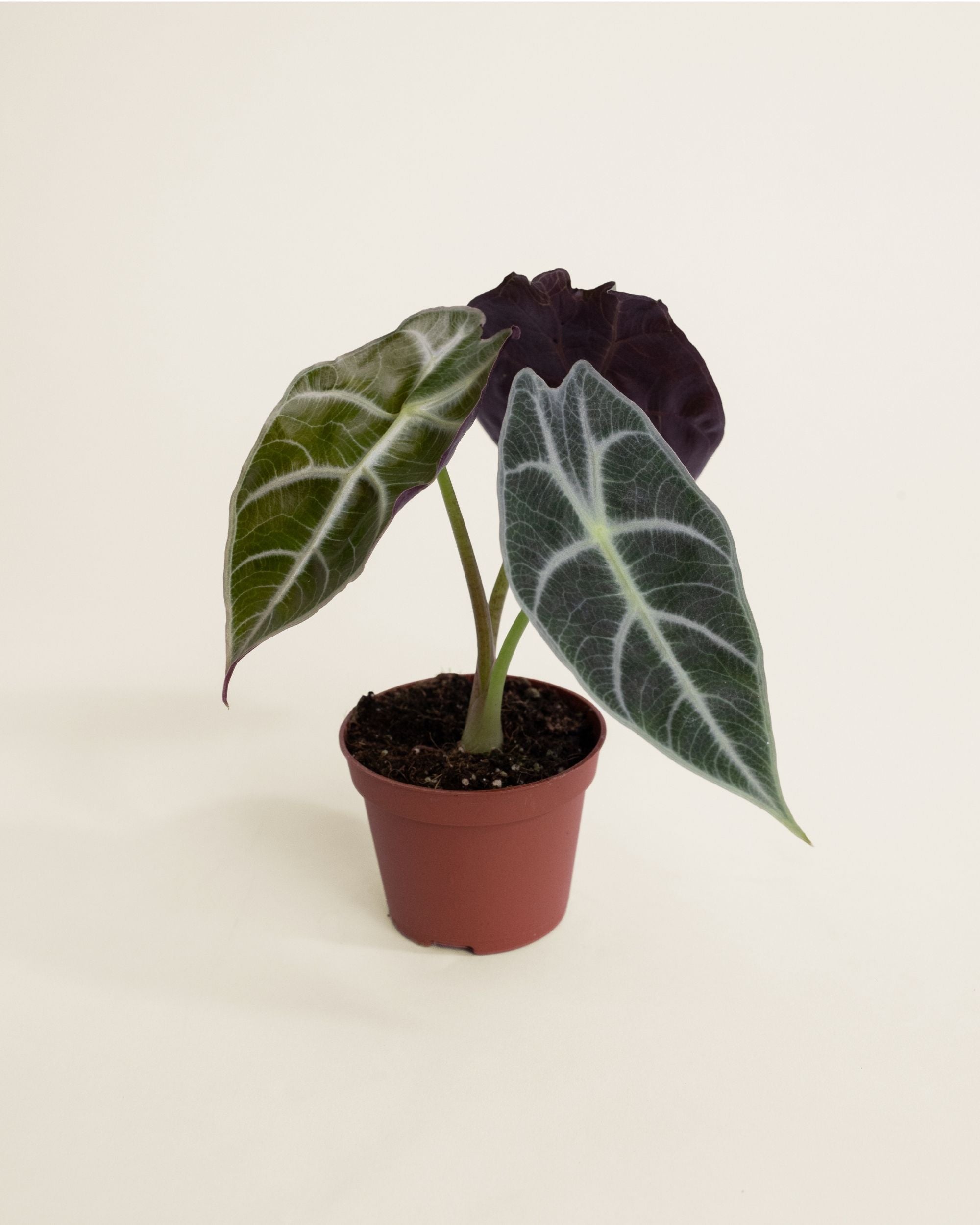 Alocasia Watsoniana Carter