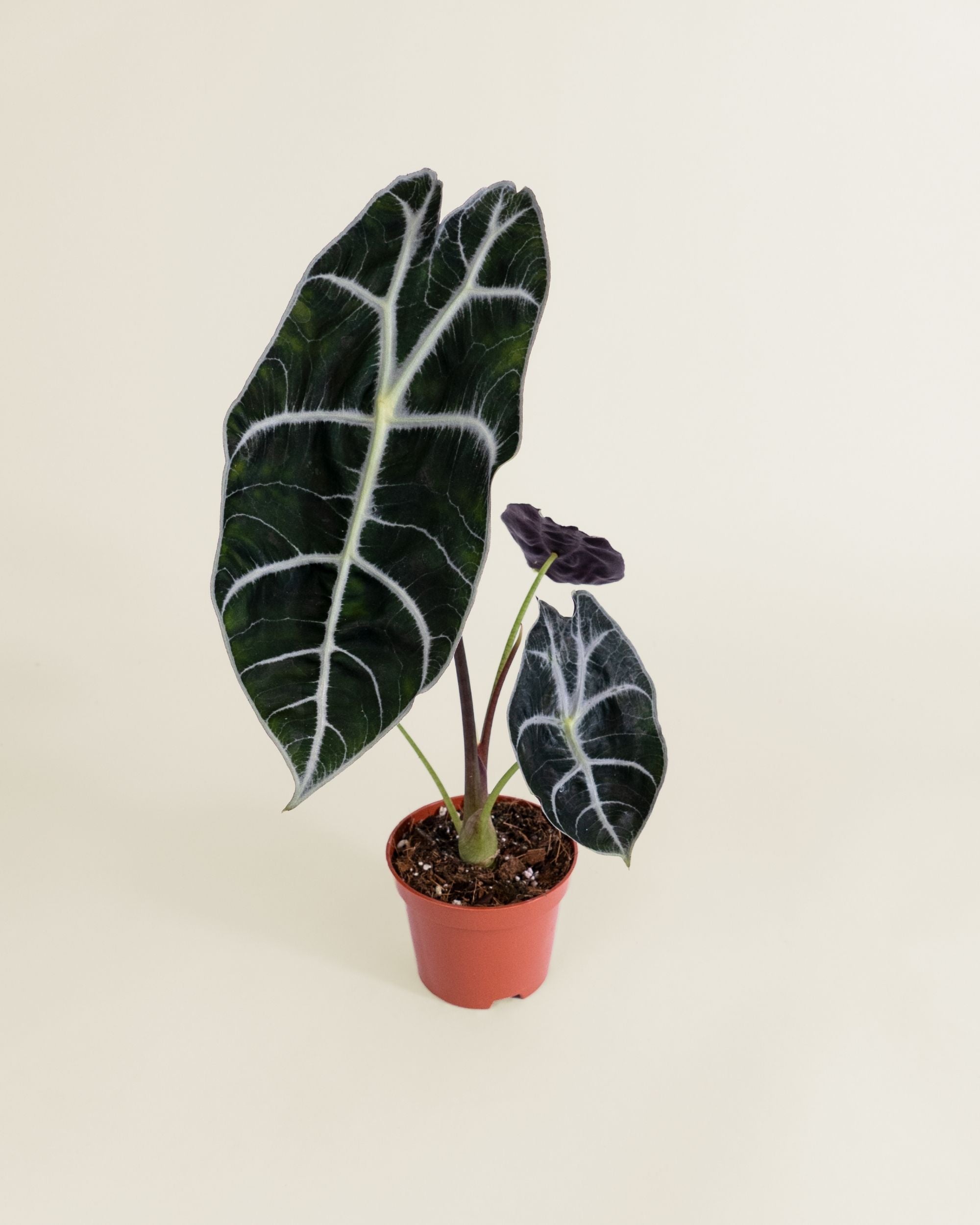 Alocasia Watsoniana Carter
