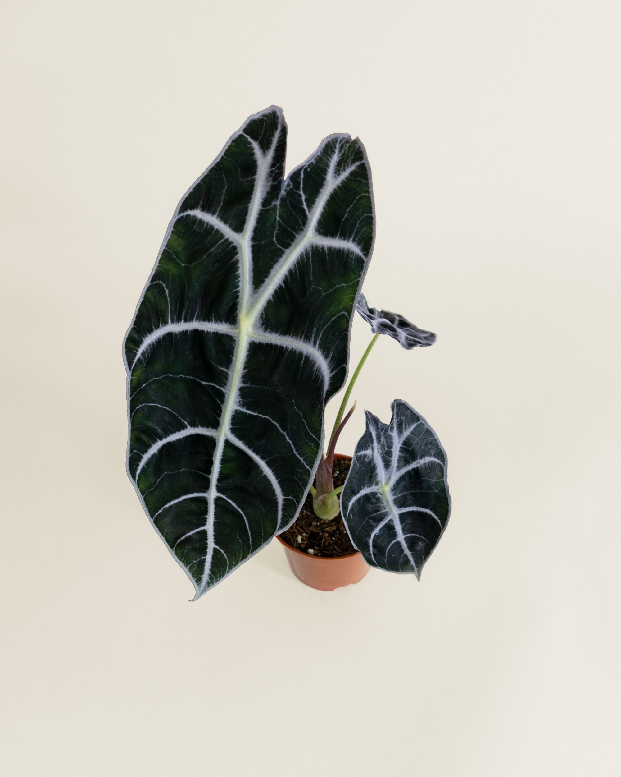 Alocasia Watsoniana Carter