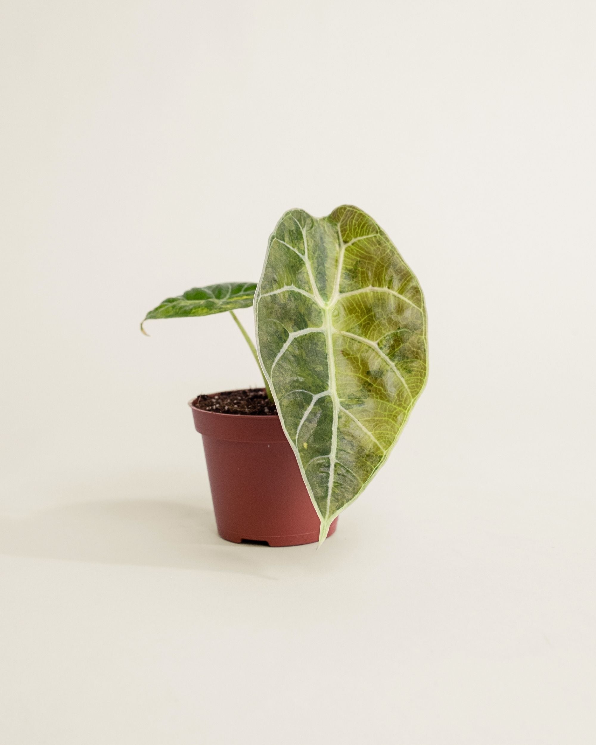 Alocasia Watsoniana Doff Aurea