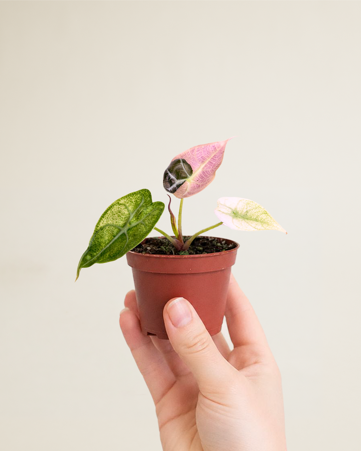Alocasia Watsoniana Glossy Pink Mint