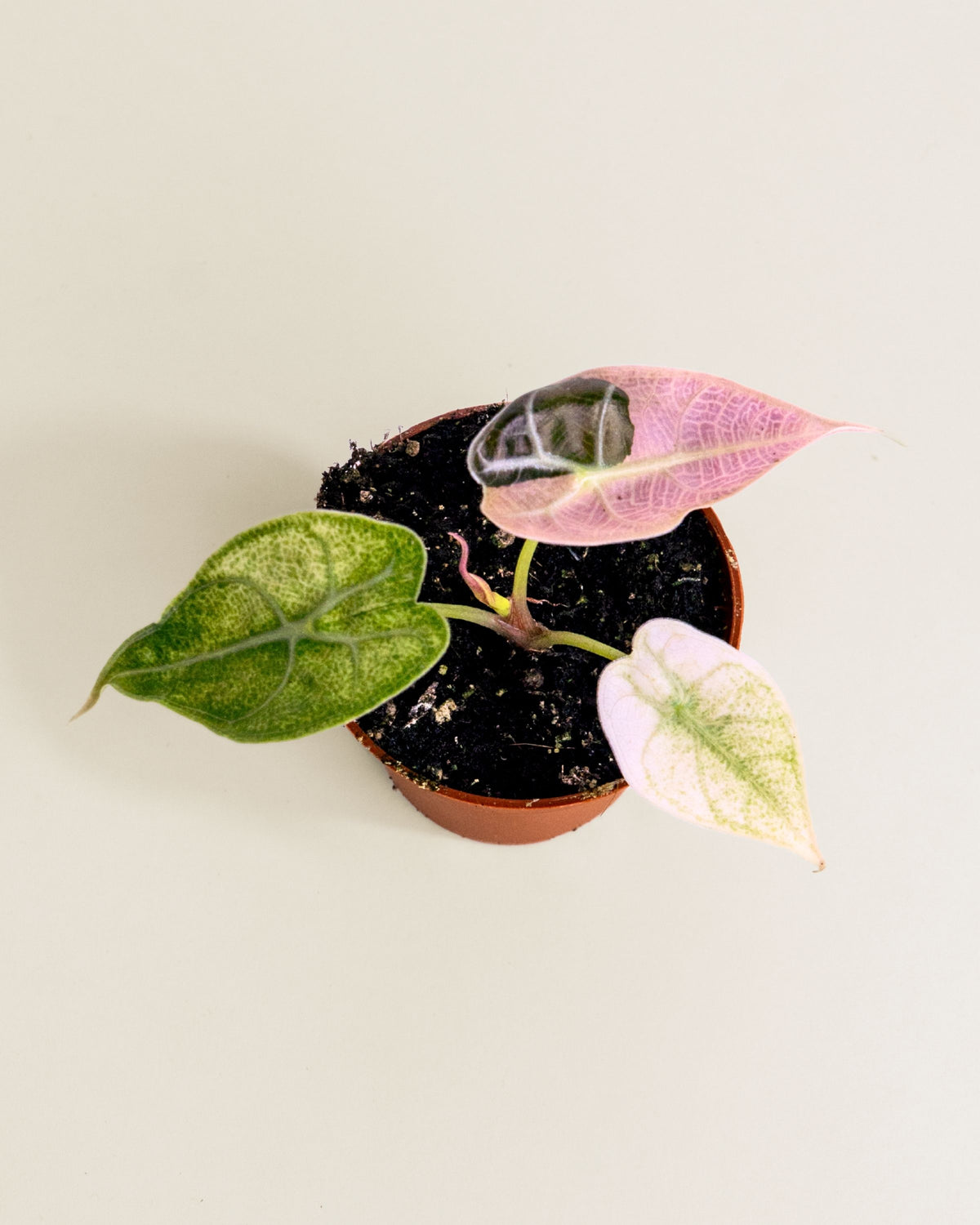 Alocasia Watsoniana Glossy Pink Mint